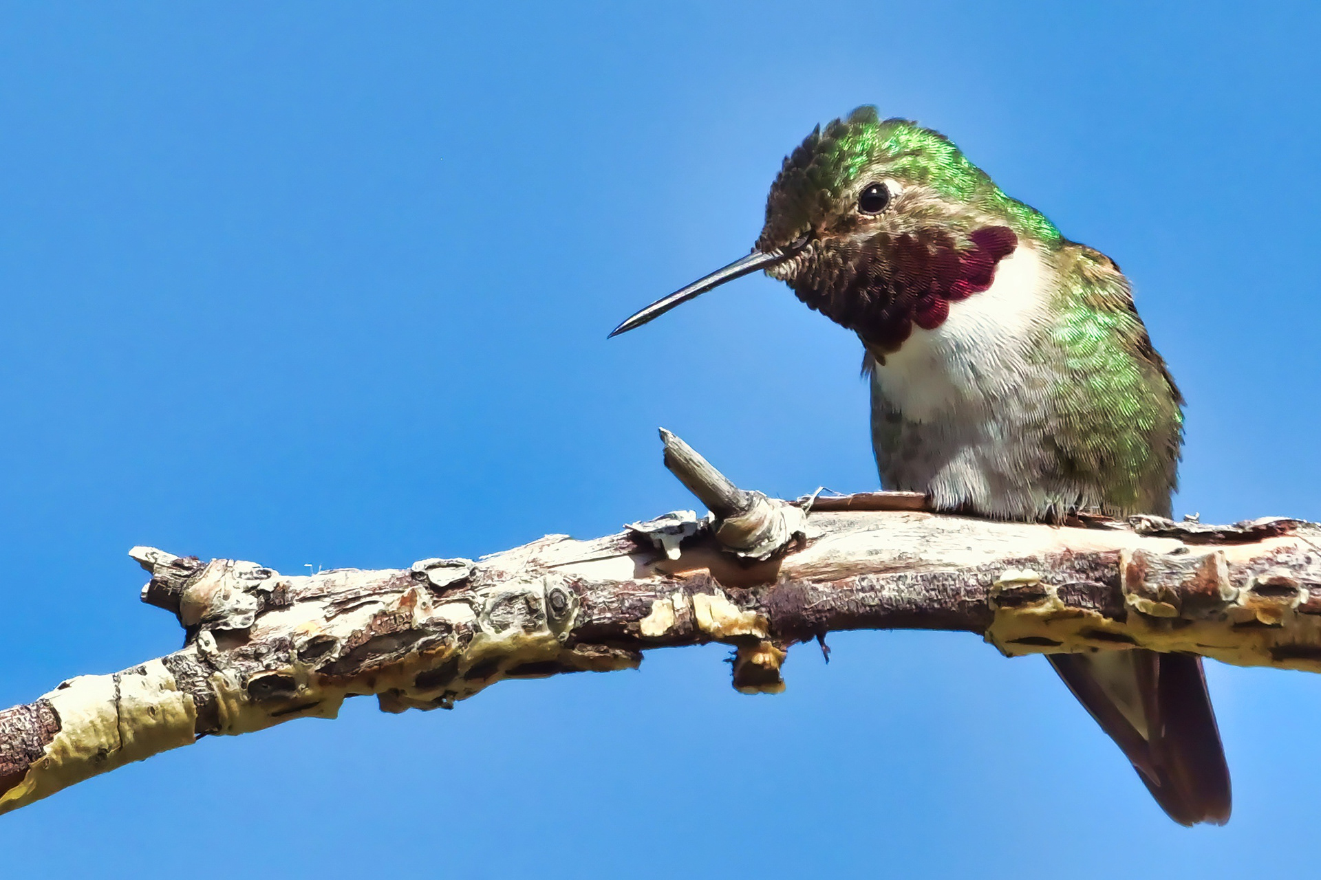 Broad Tailed Hummingbird