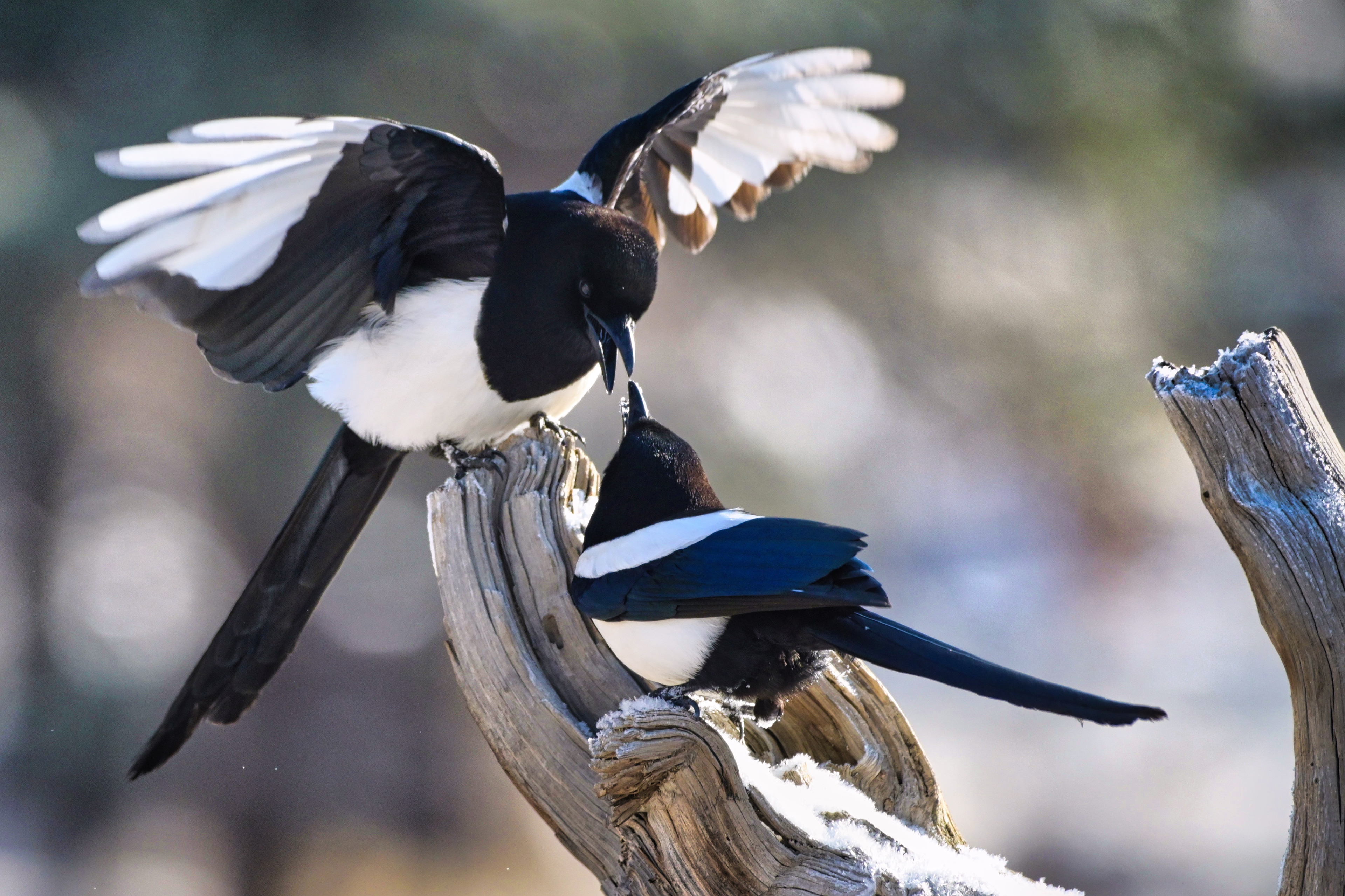 Magpies