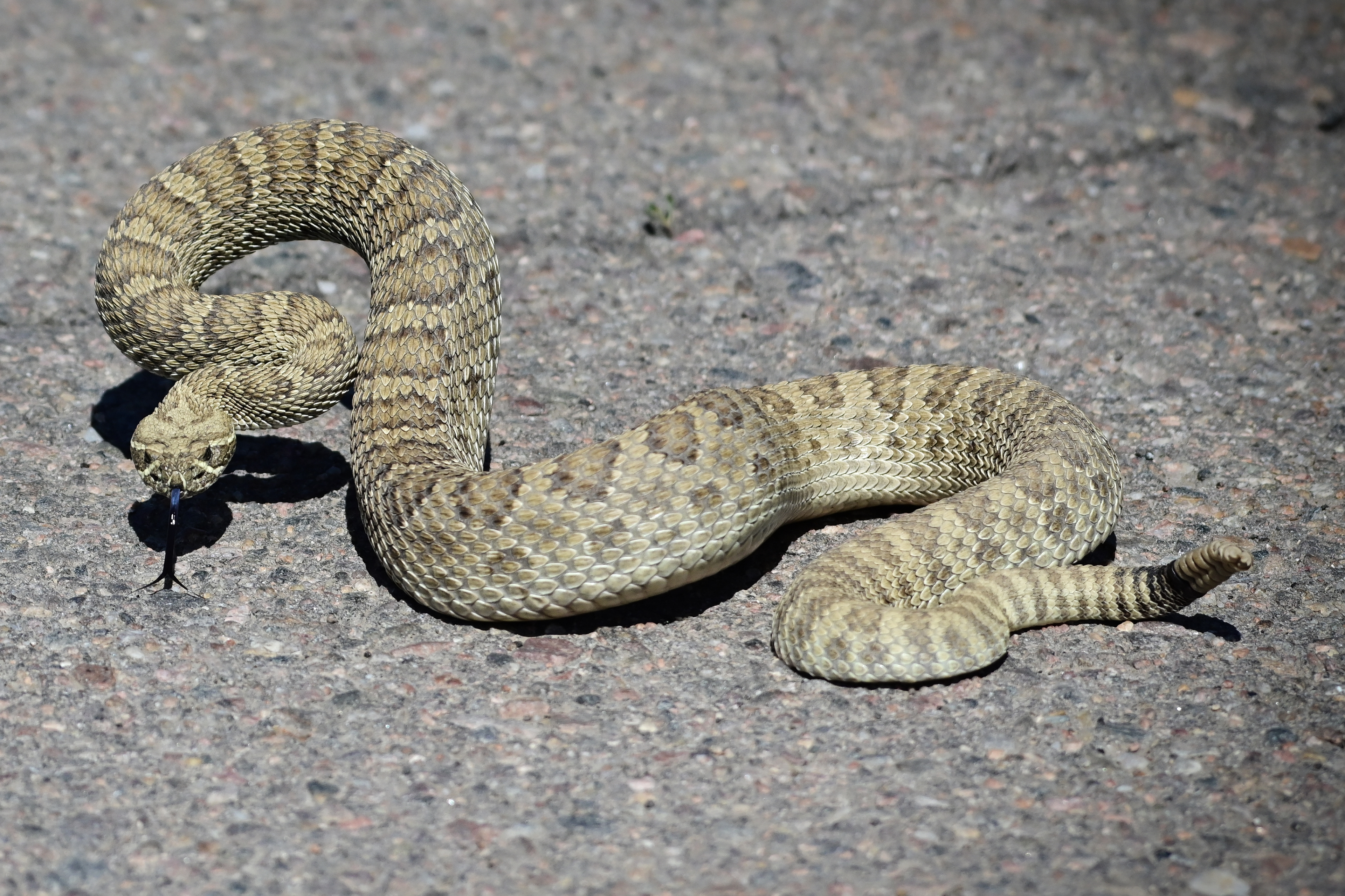 Prairie Rattle Snake
