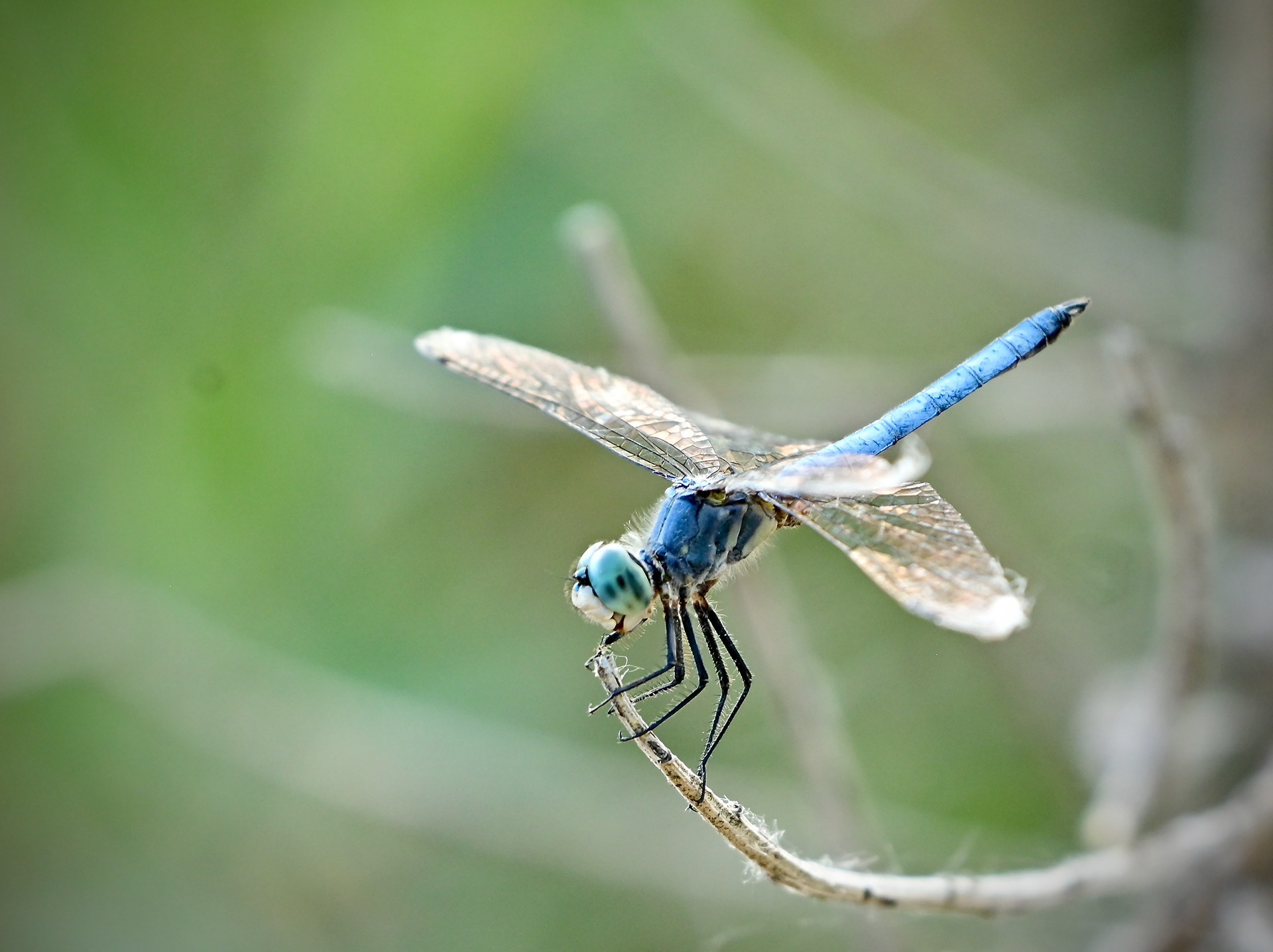 Blue Dasher