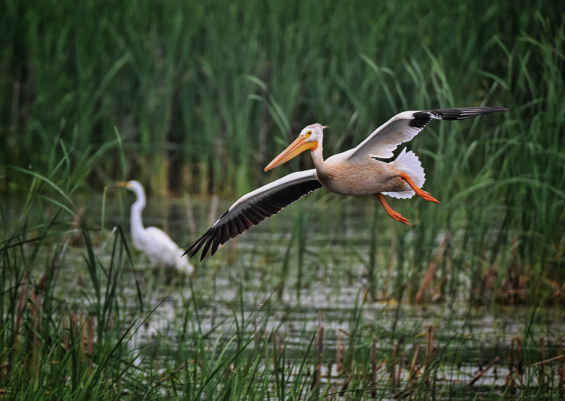 American Pelican