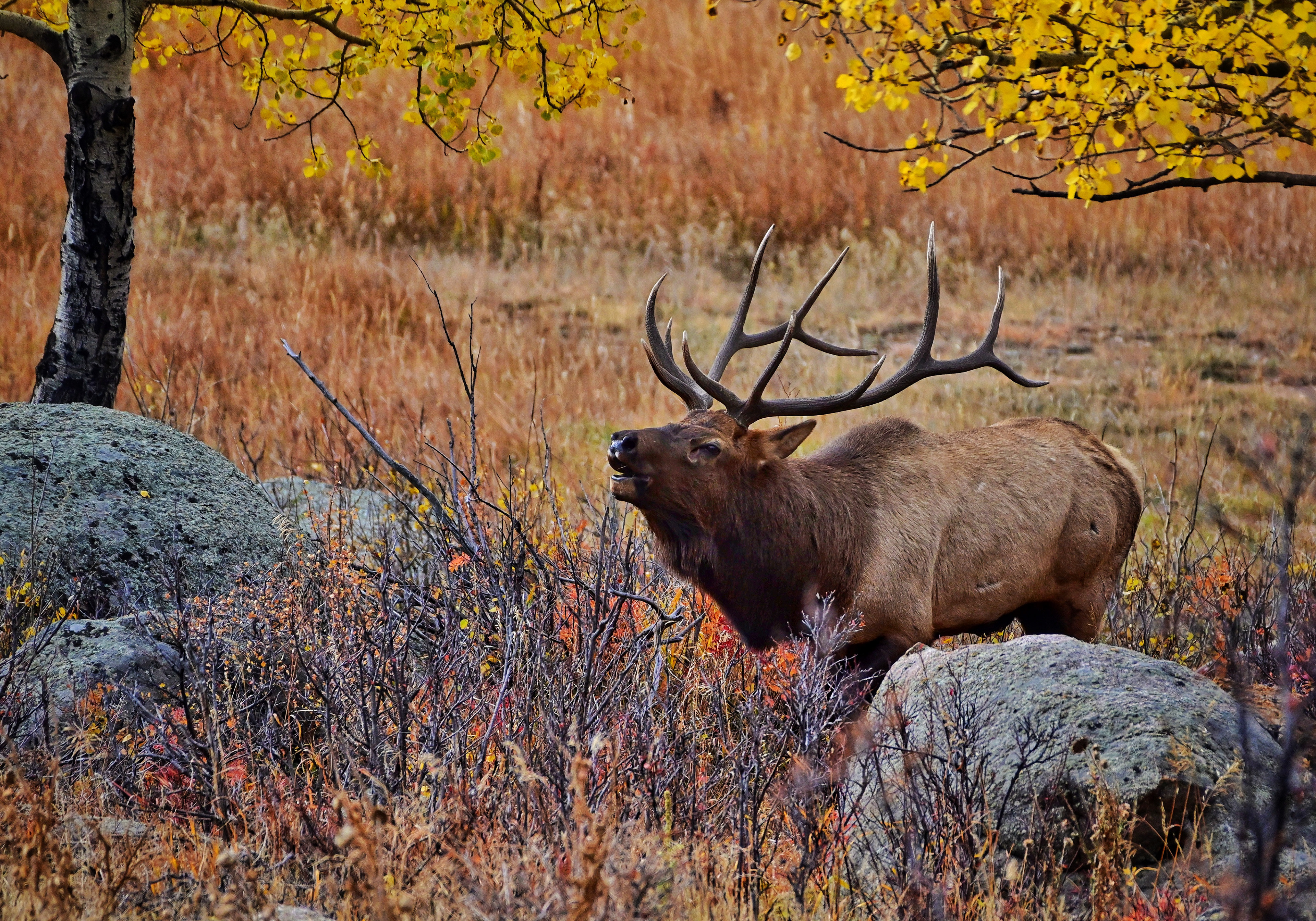 Bull Elk