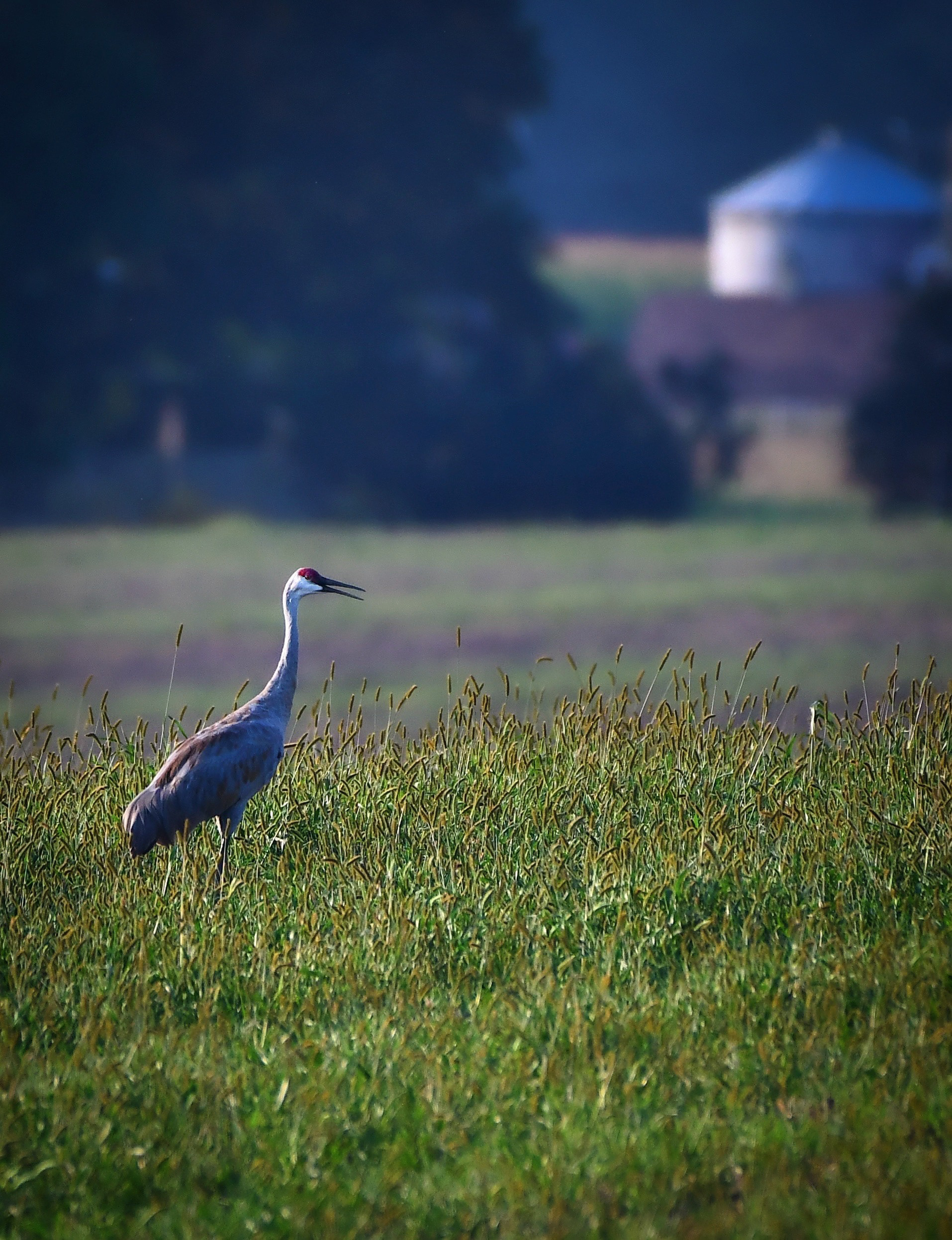 Sandhill Crane