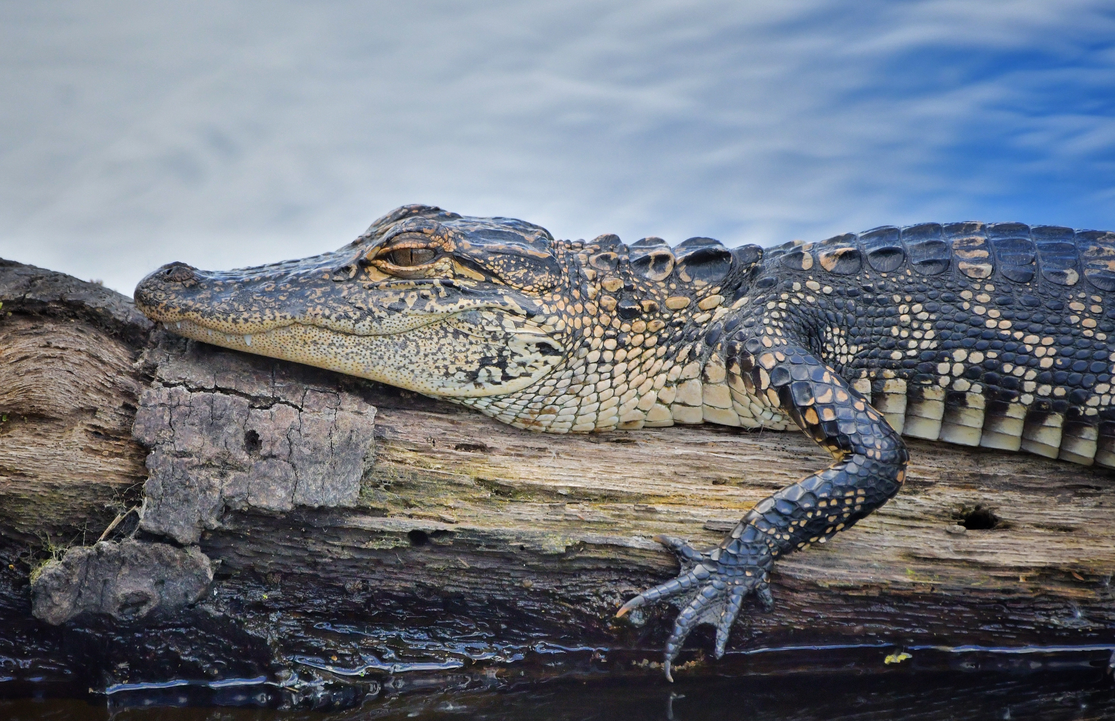 American Alligator