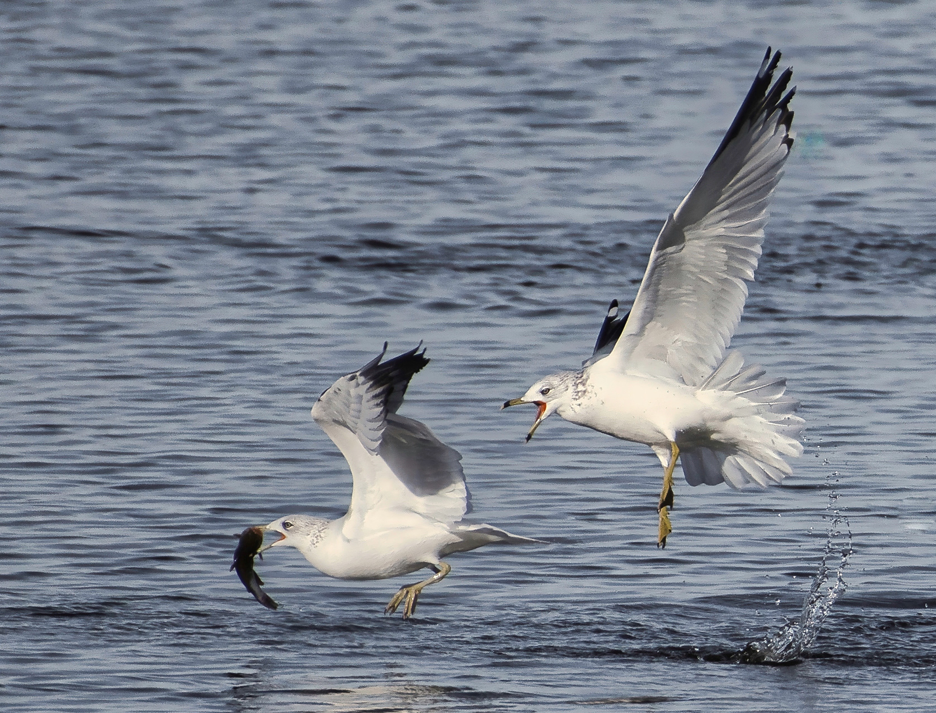 Ring Billed Gulls, Rocky Mountain Arsenal Wildlife Preserve