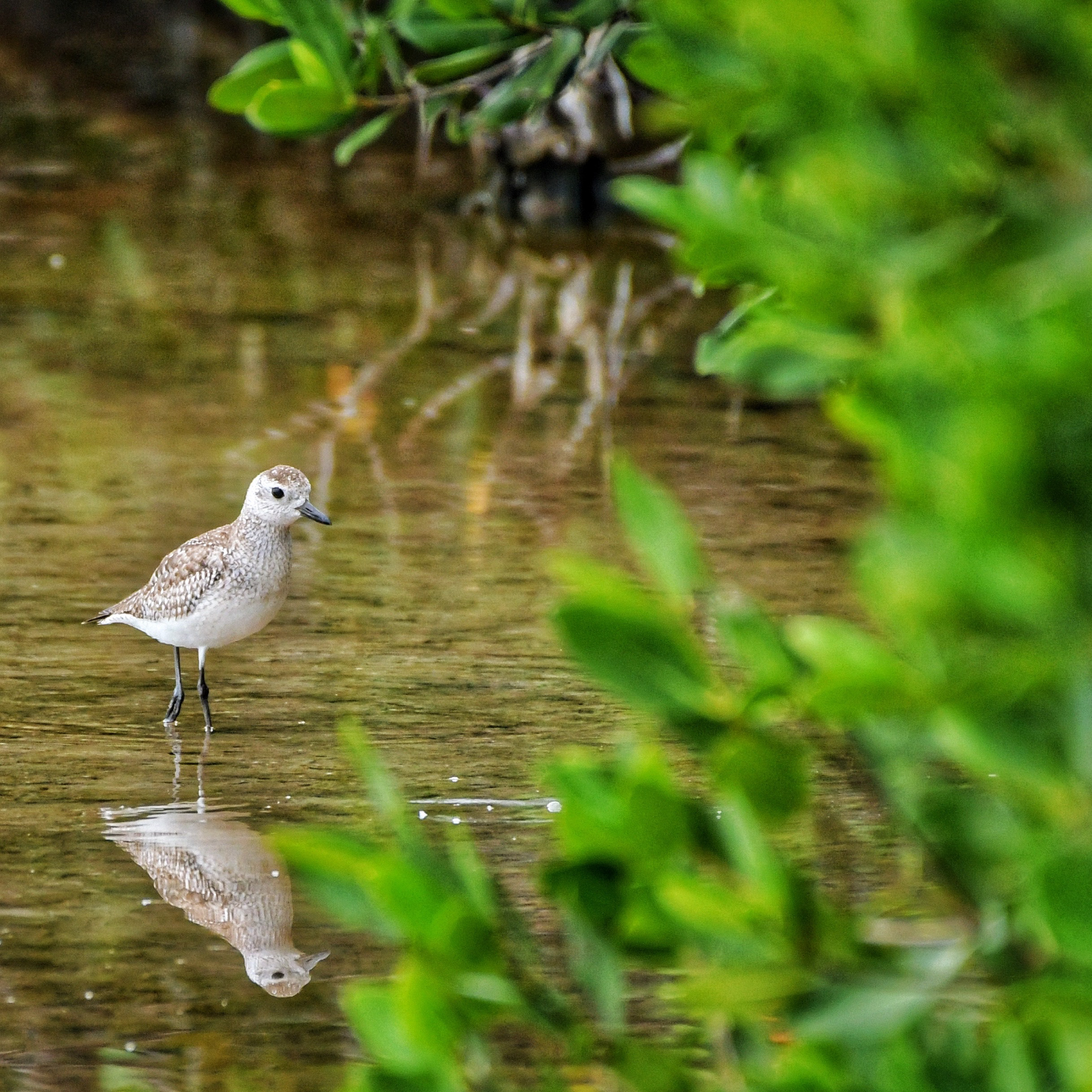 Grey Plover