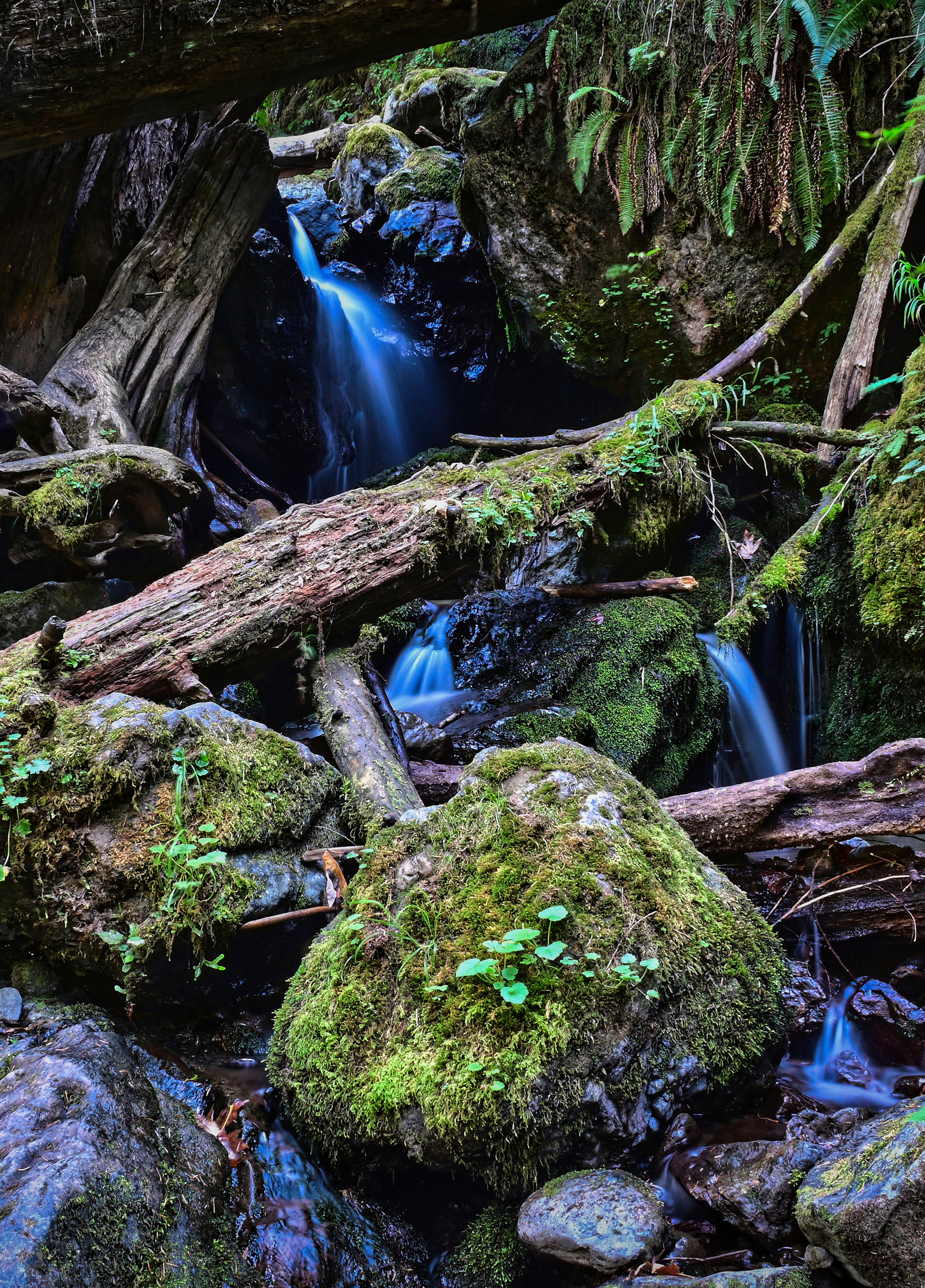 Olympic National Park, Washingtonon