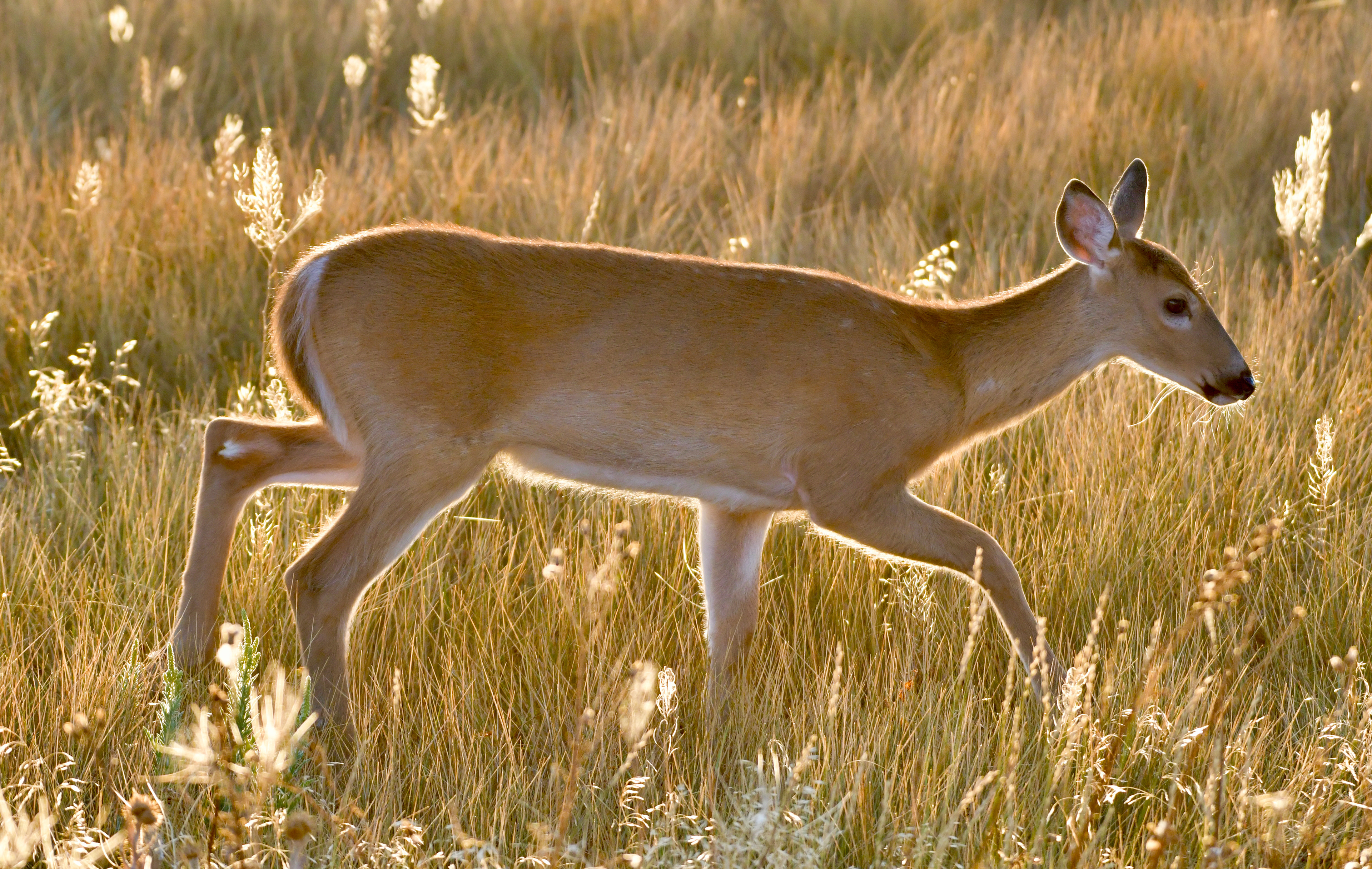 Female Whitetail Deer