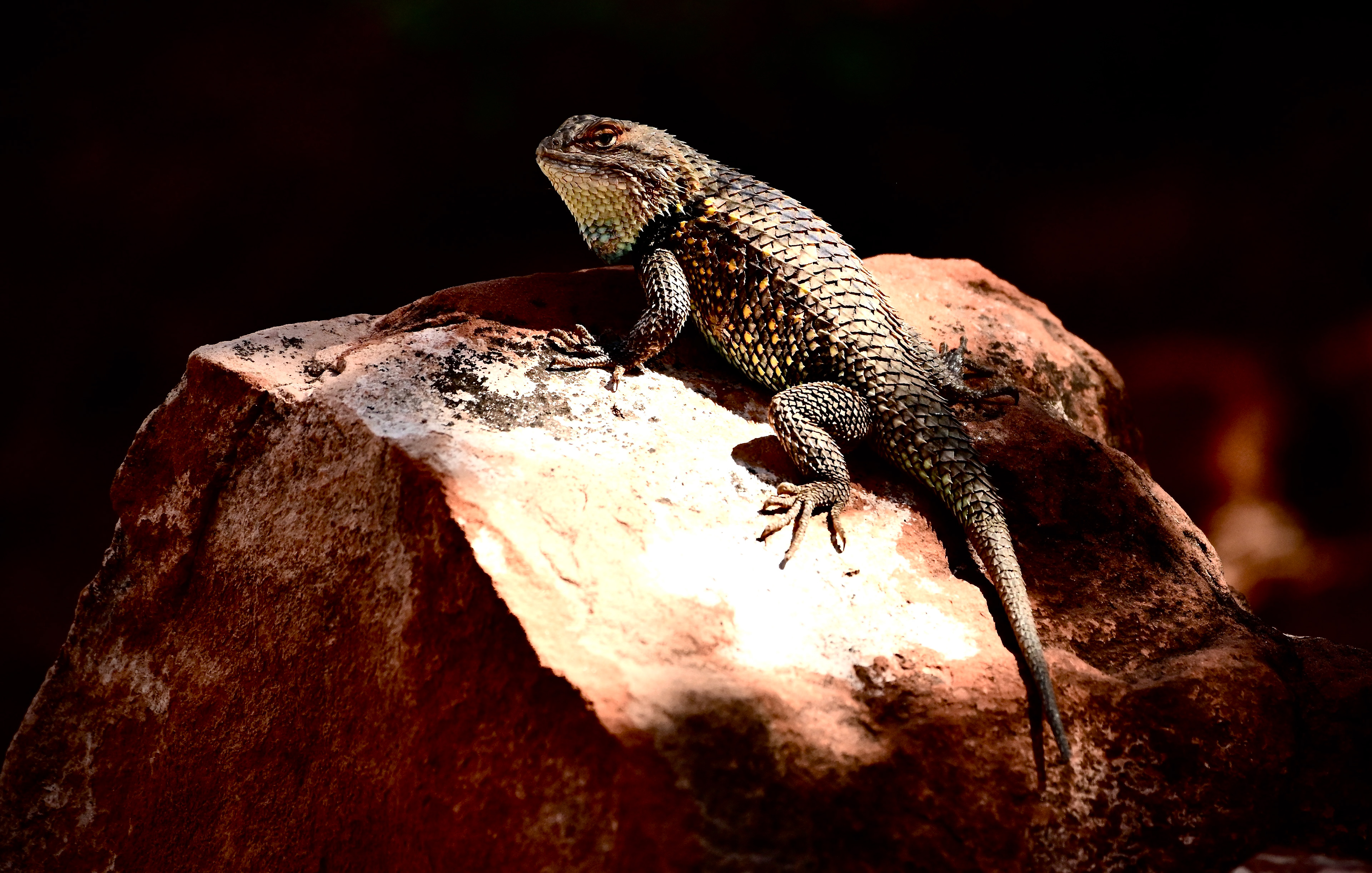 Desert Spiny Lizard