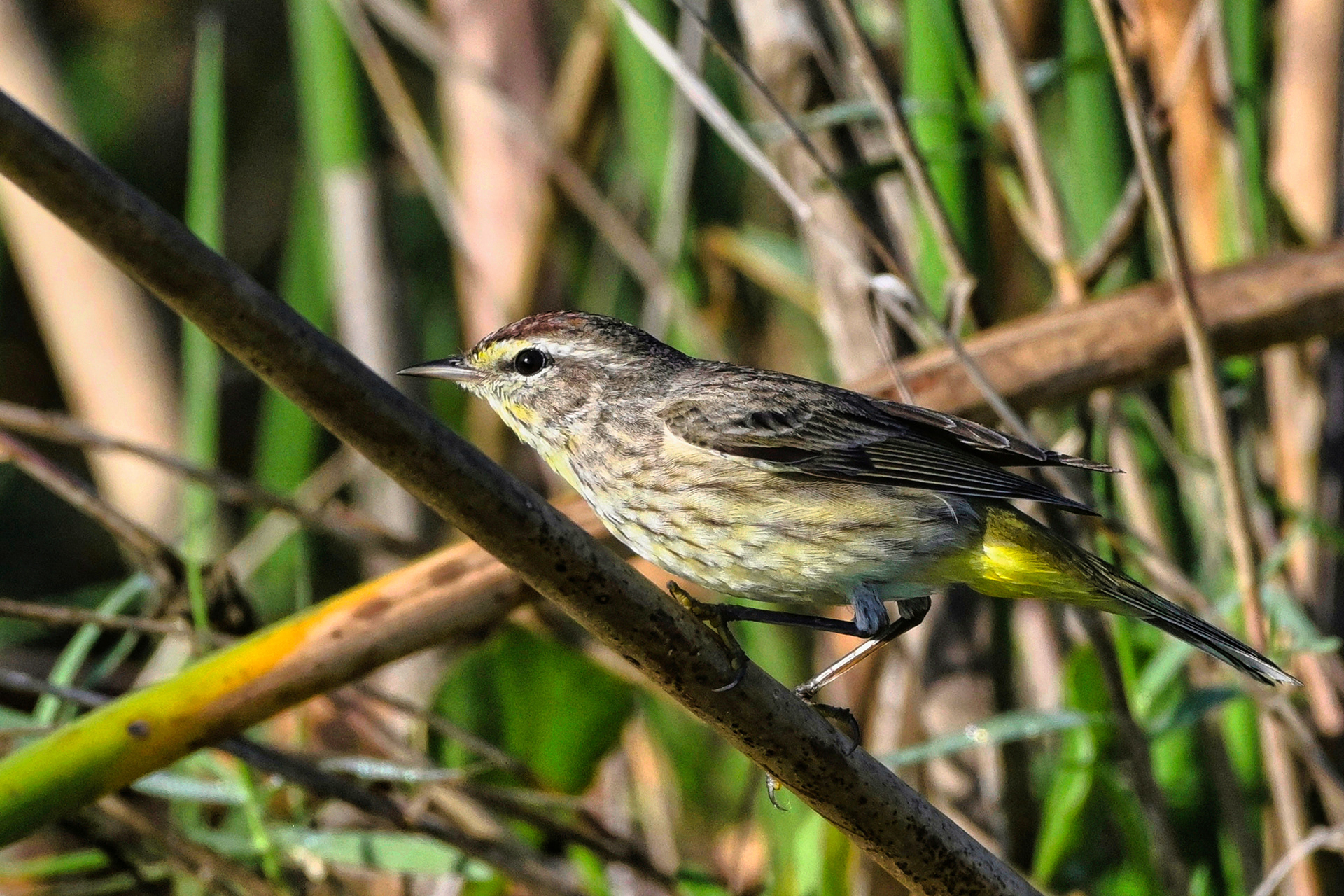 Swamp Warbler