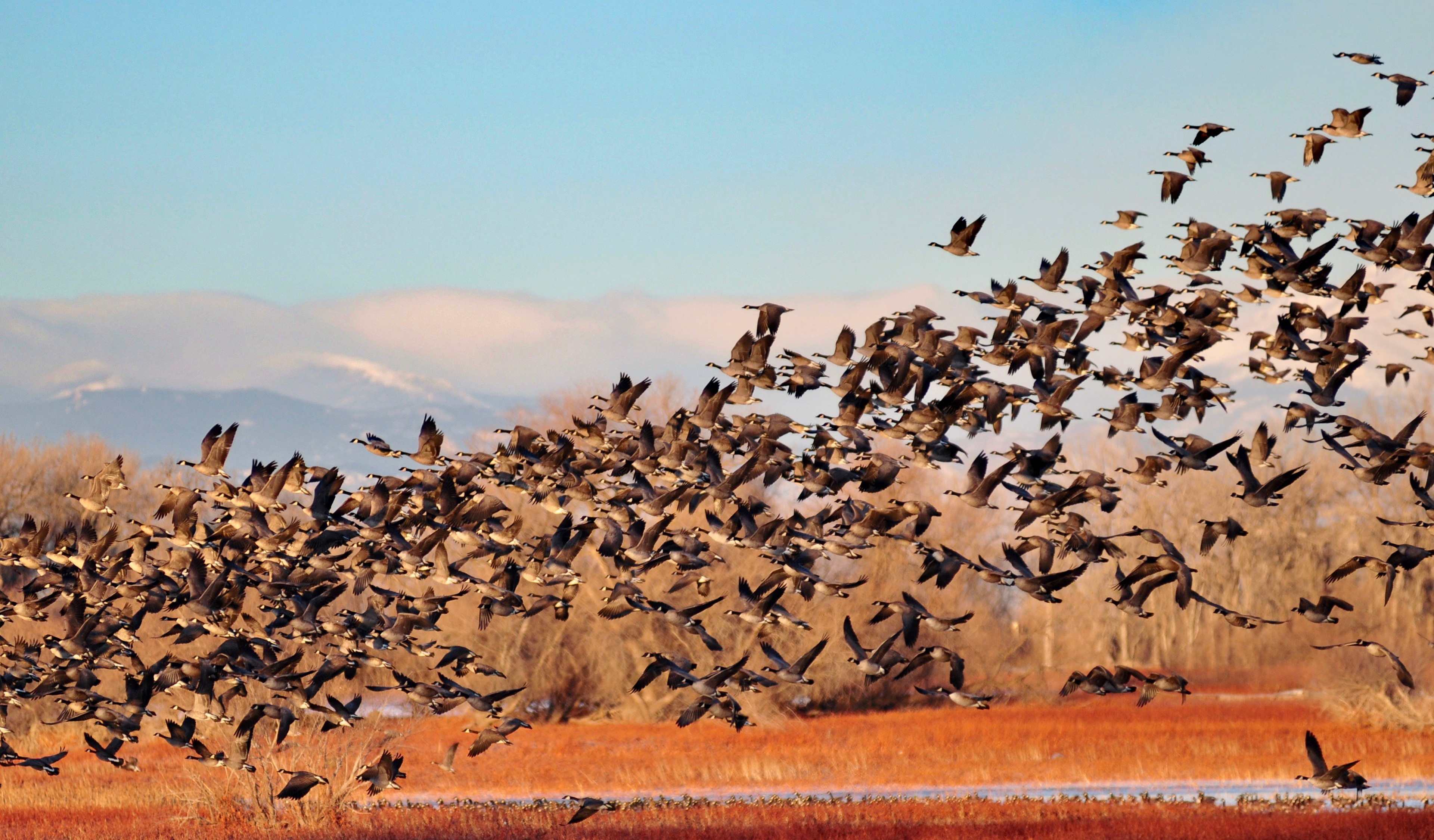 A flock of Canadian Geese.