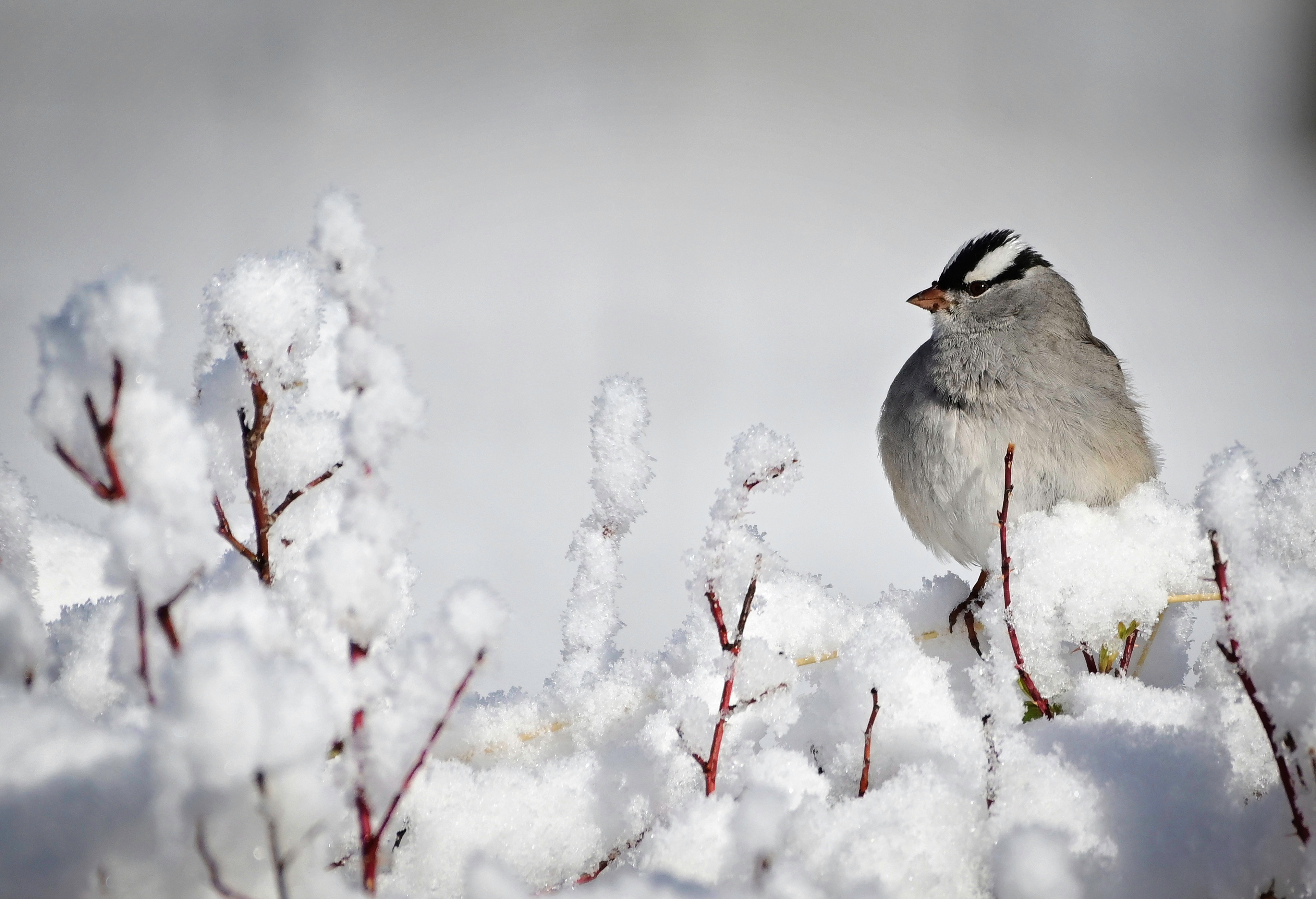 White-Crowned Sparrow