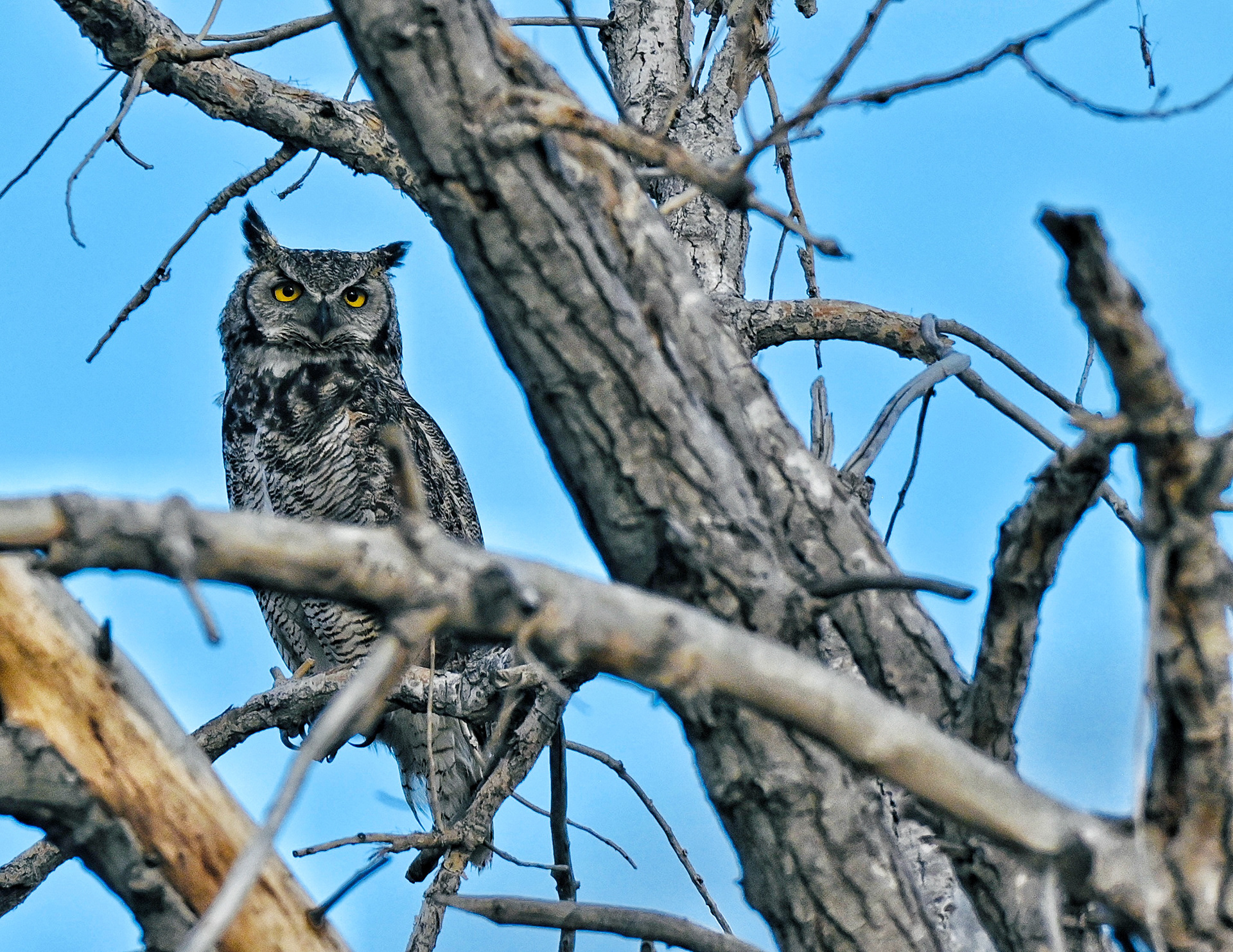 Great Horned Owl