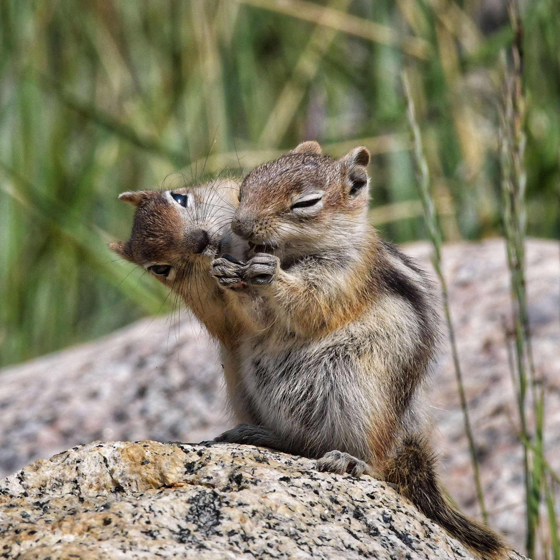 Golden Mantled Ground Squirrels
