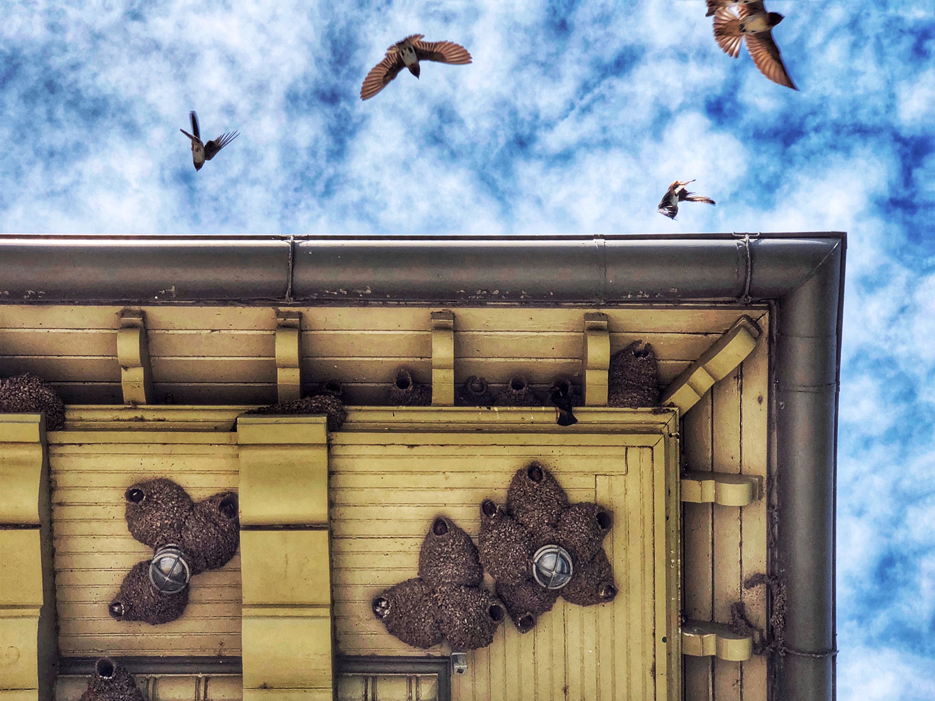 Swallows and Swallow nests