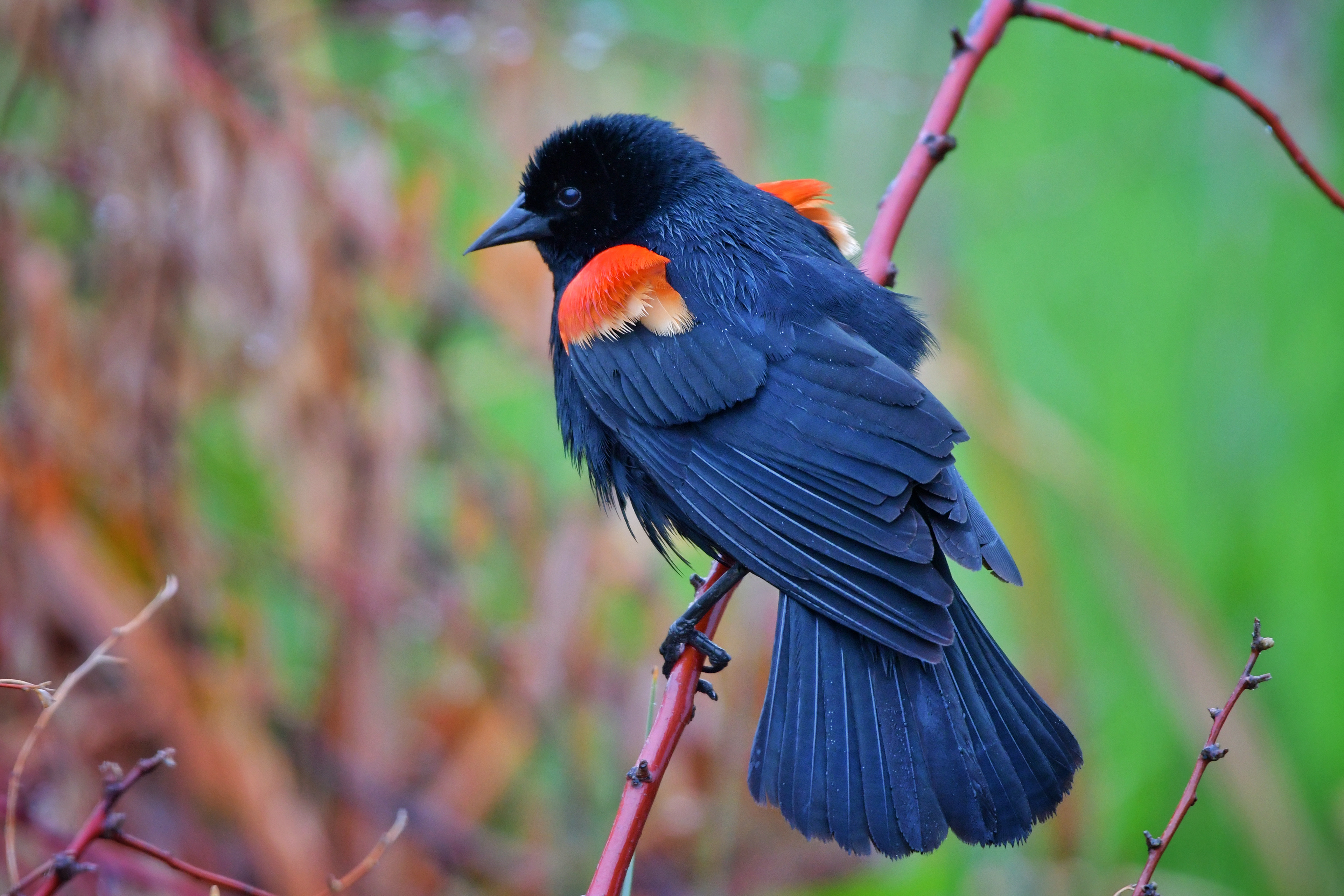 Redwing Blackbird