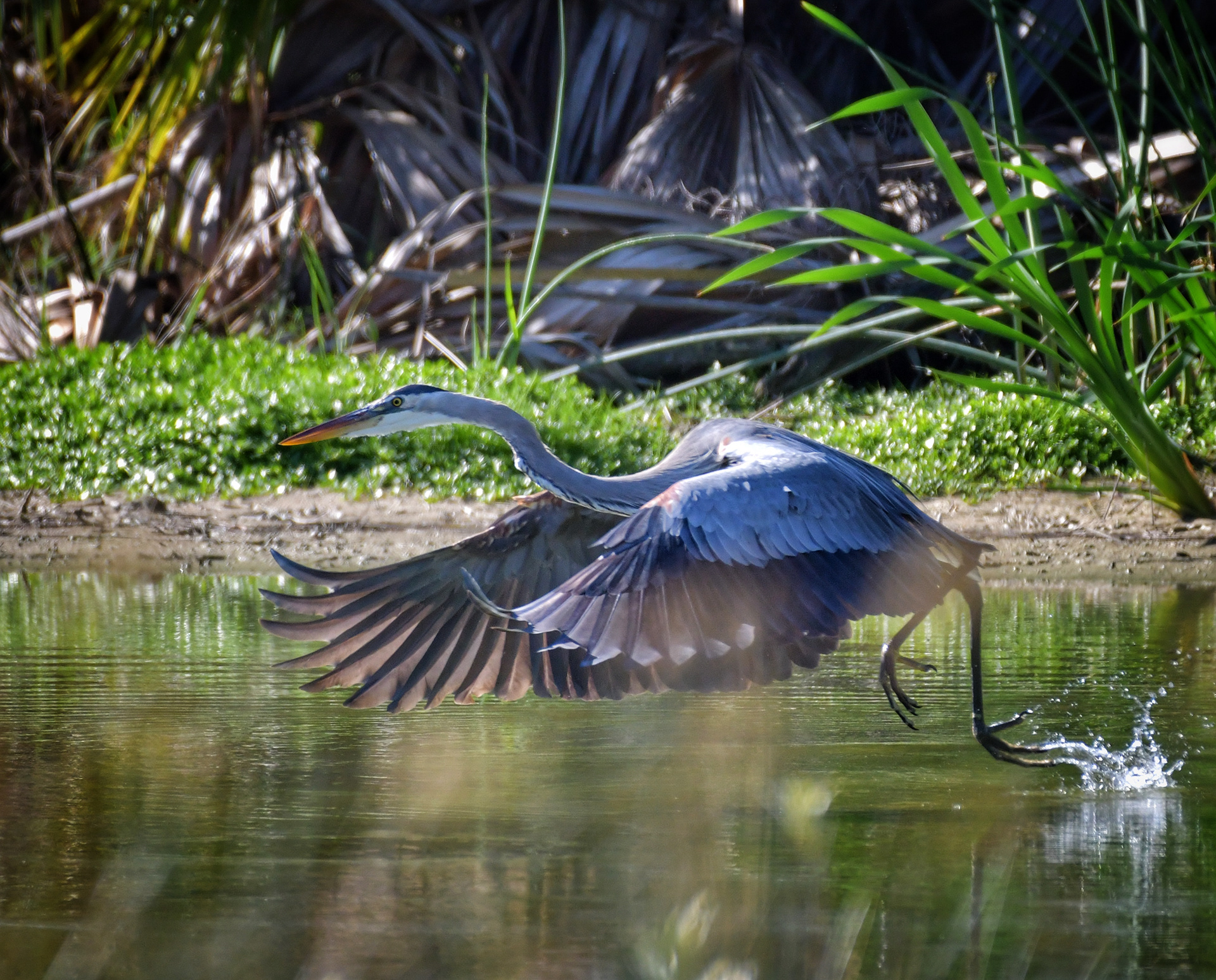     Great Blue Heron