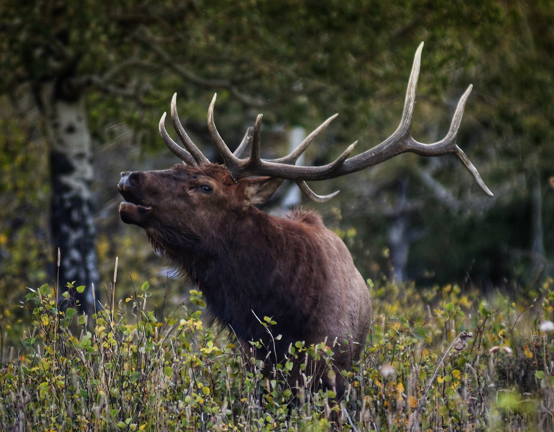 Bull Elk