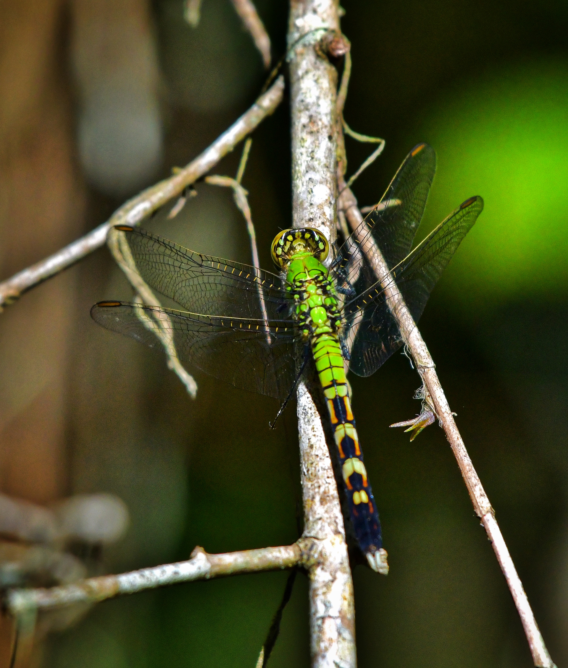Eastern Pondhawk