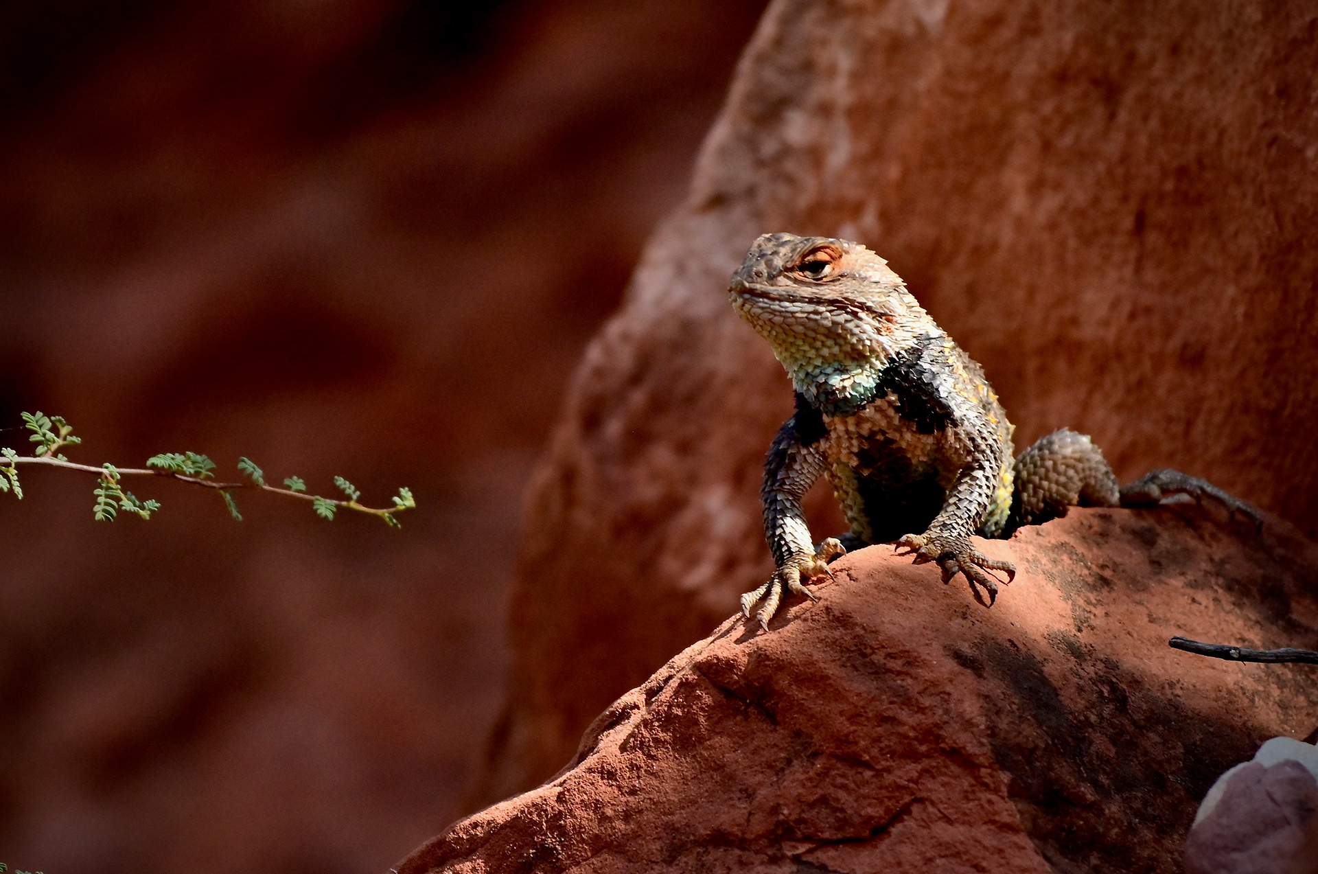 Desert Spiny Lizard