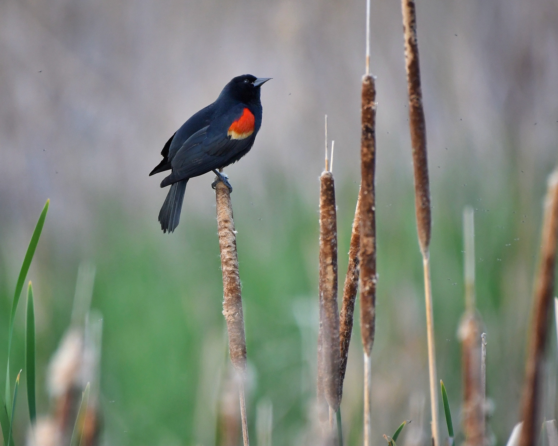 Redwing Blackbird