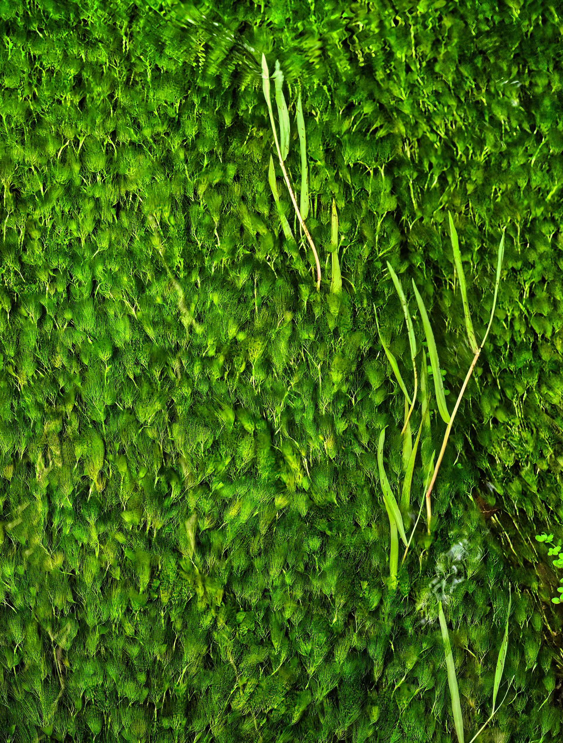 Lemna Triscula, Olympic National Park, Washington