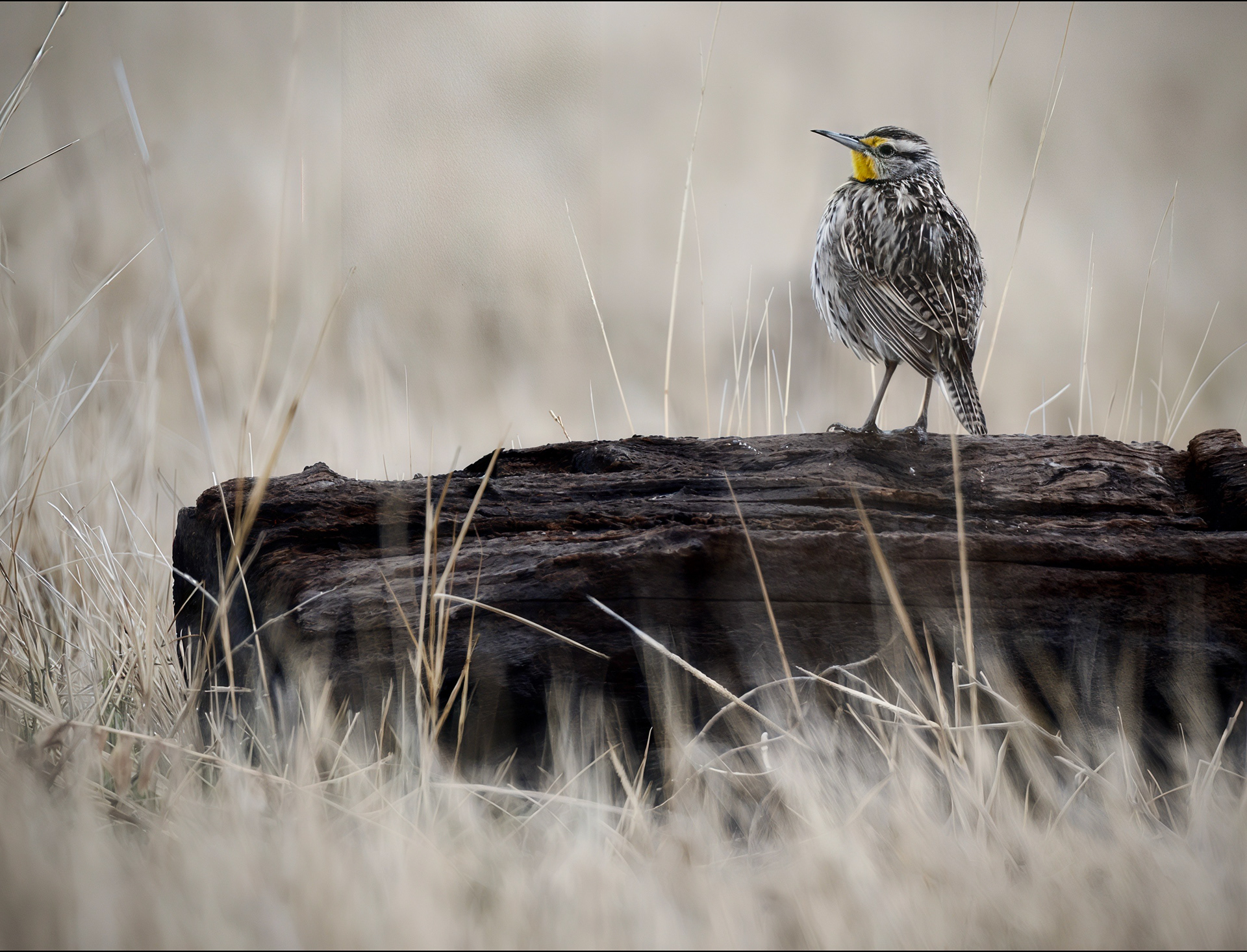 Western Meadowlark