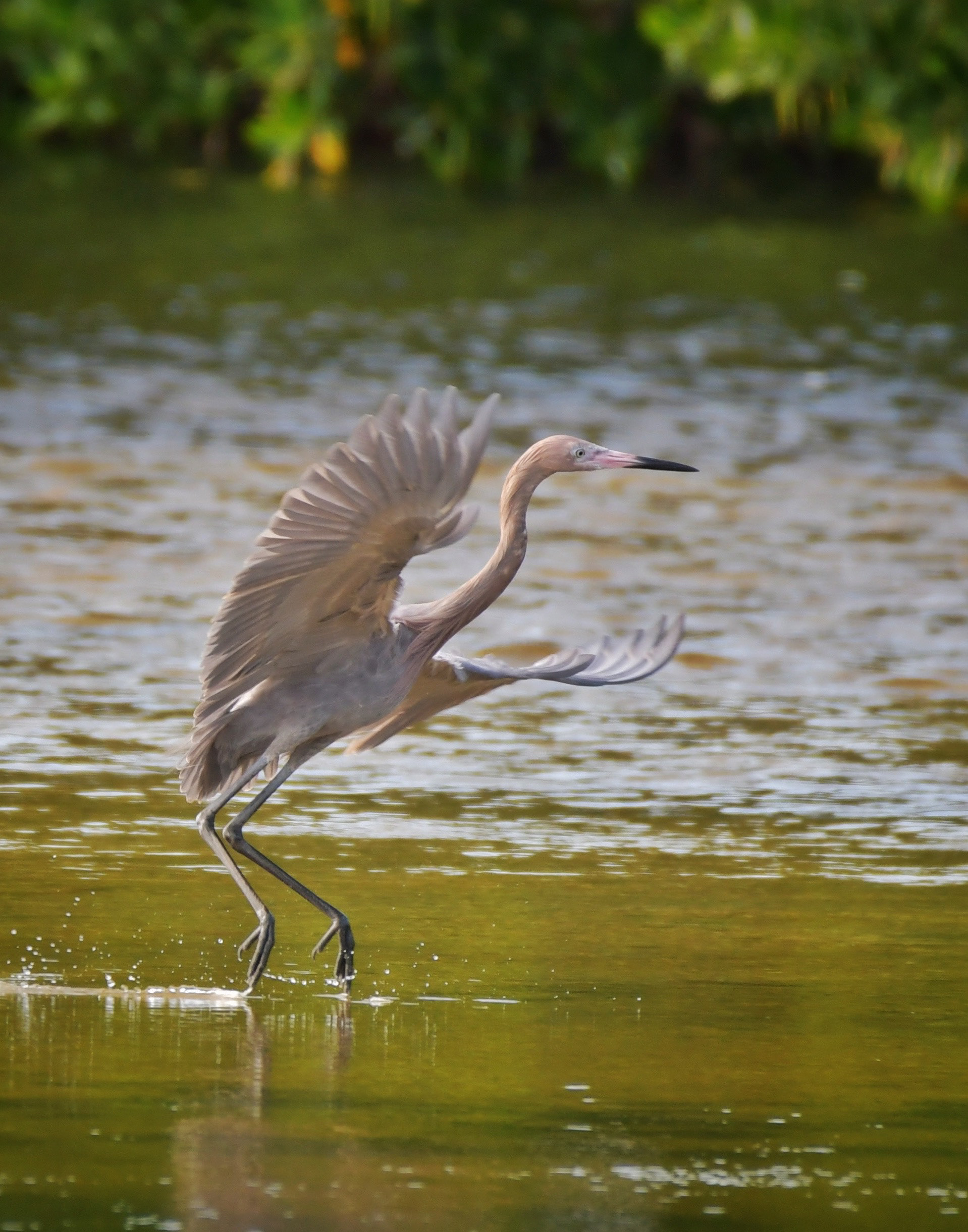 Red Heron