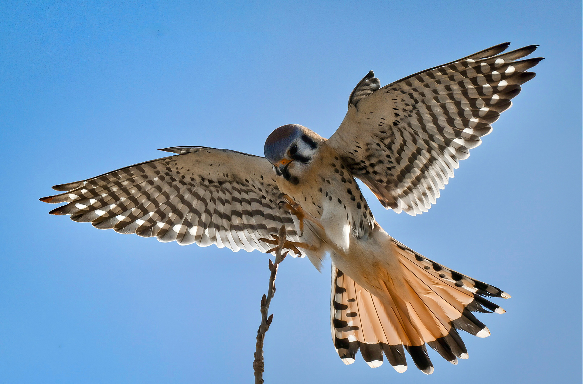 American Kestrel