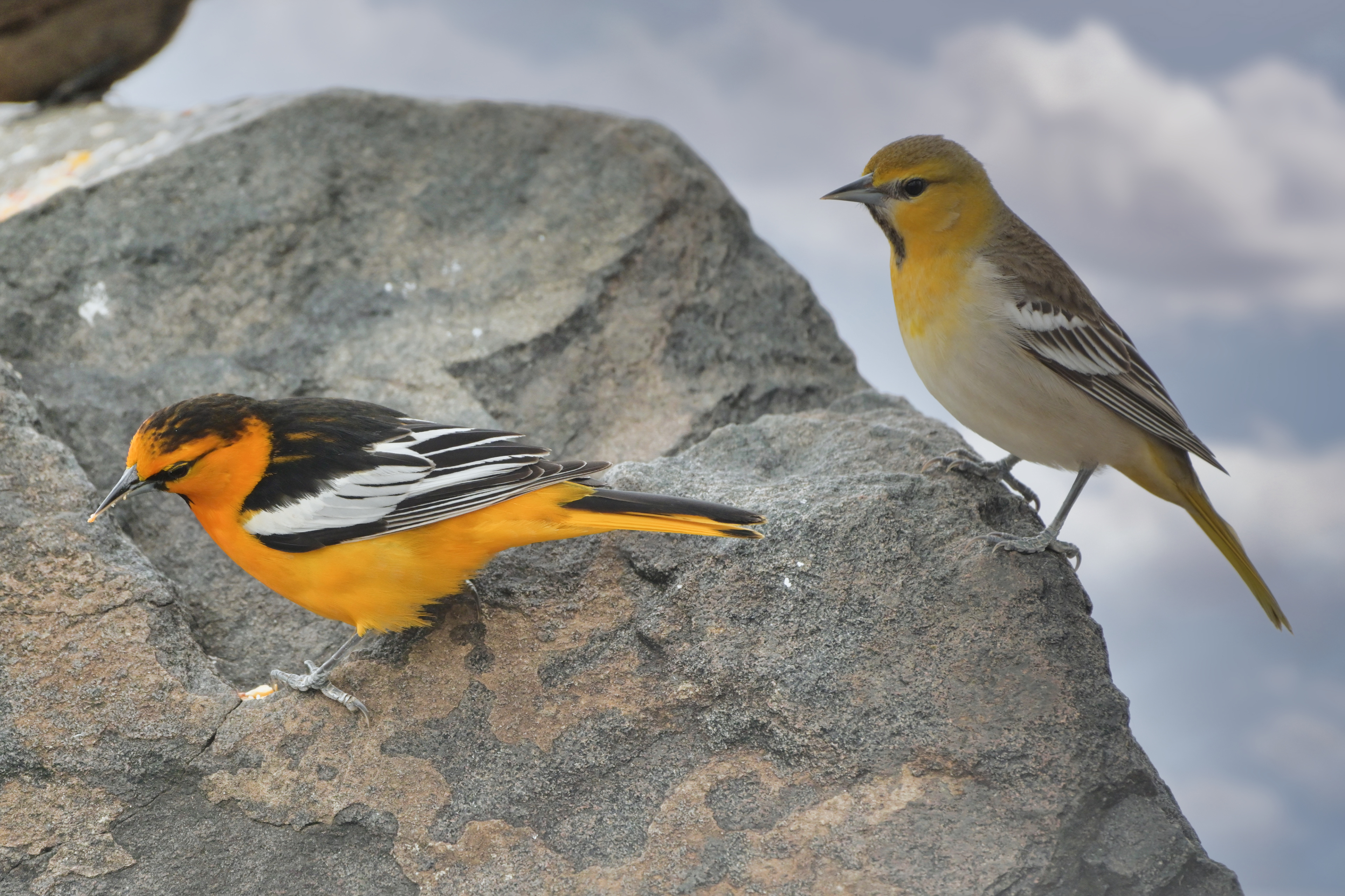 Male and Female Bullock Oriole