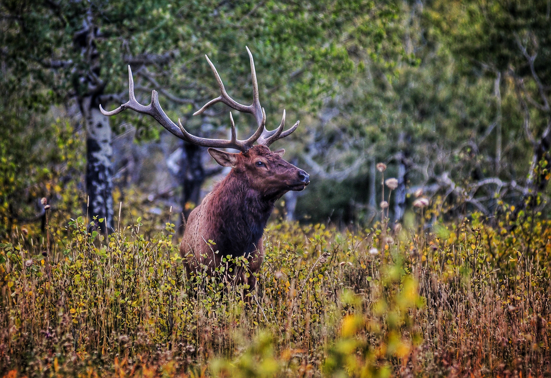 Bull Elk