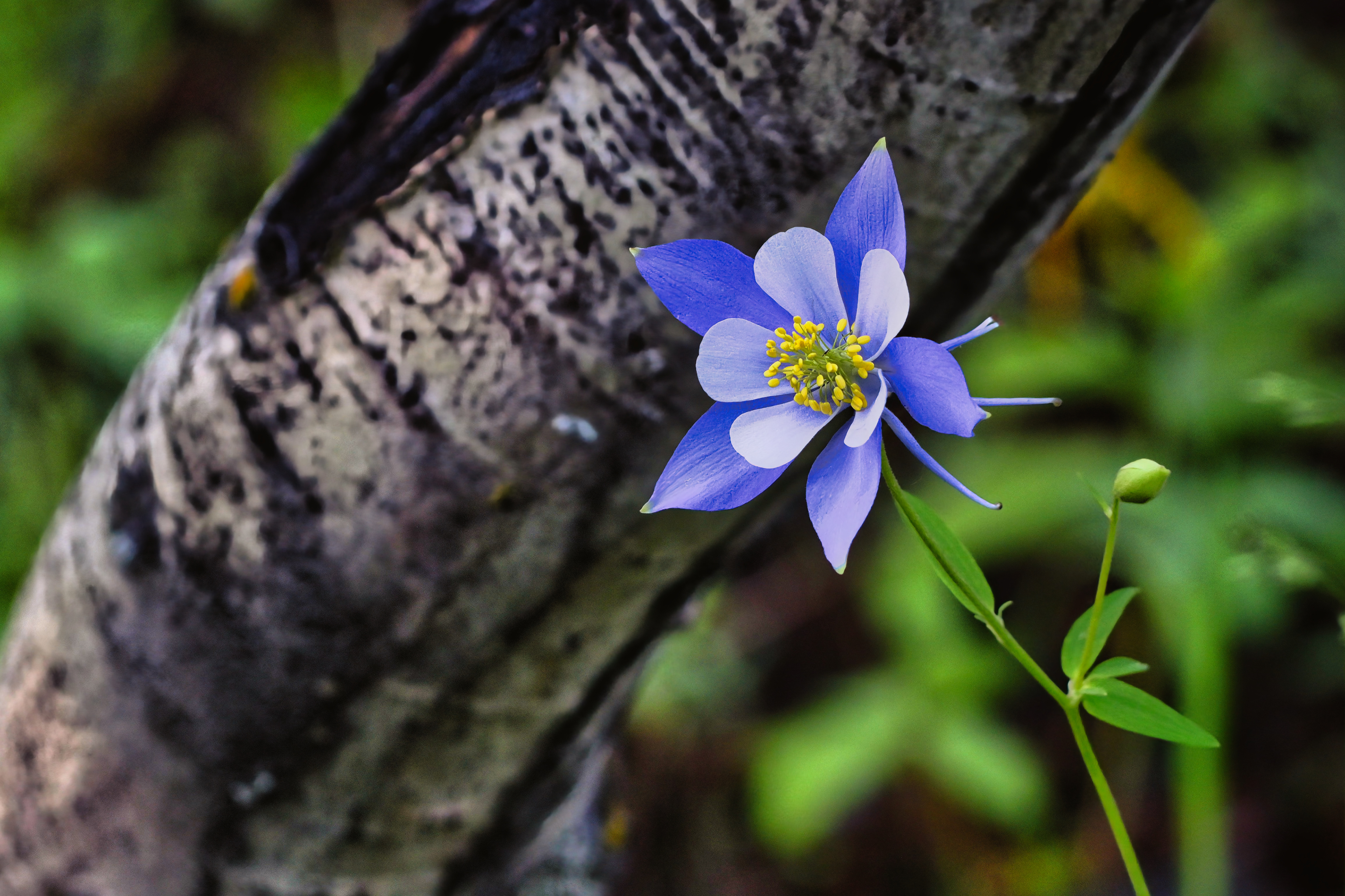 Columbine, Colorado