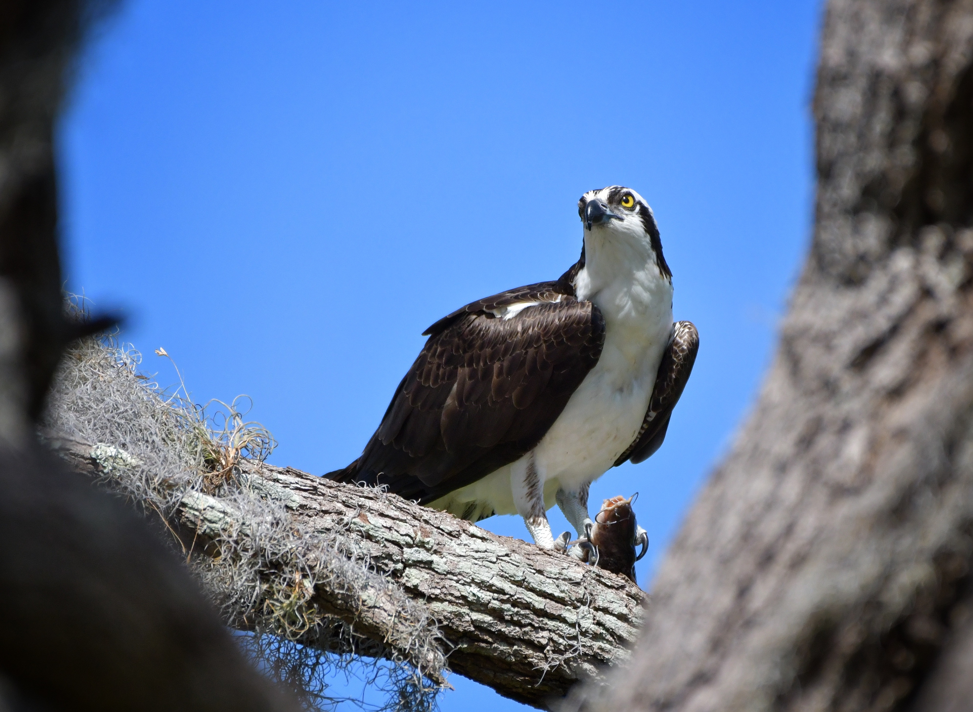 Osprey