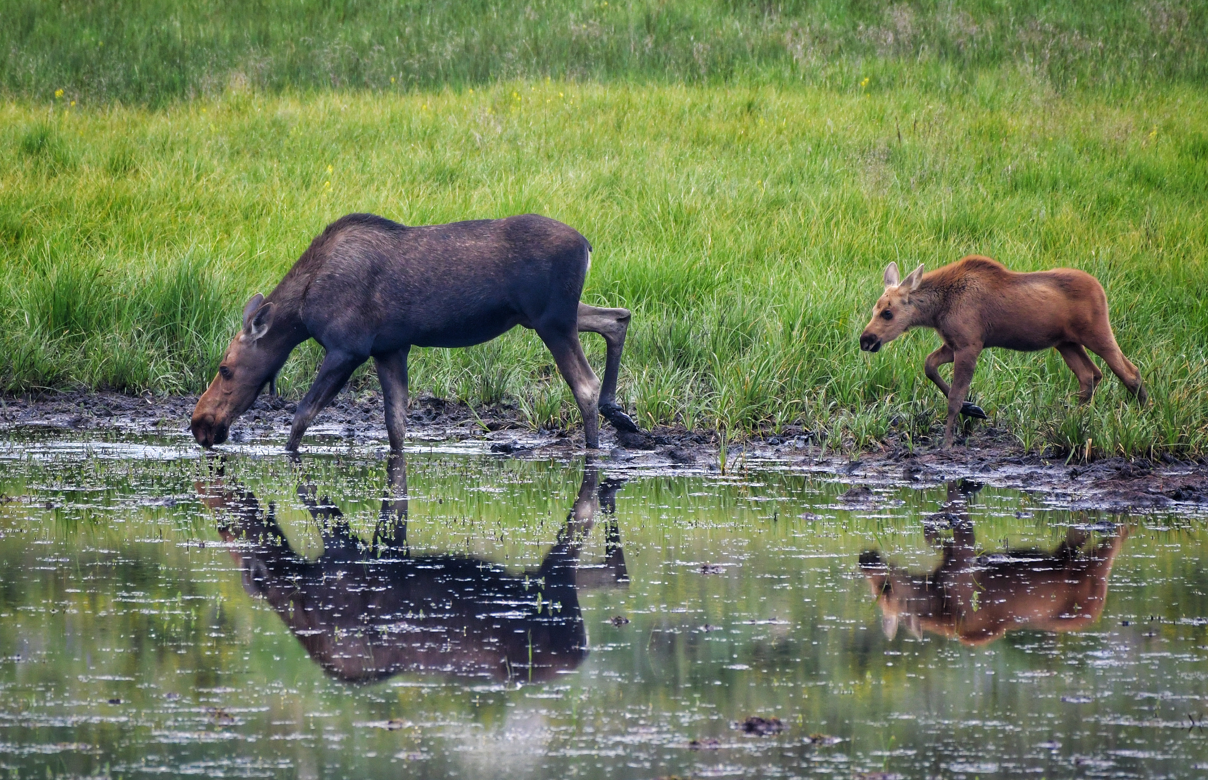 Female Moose with calf