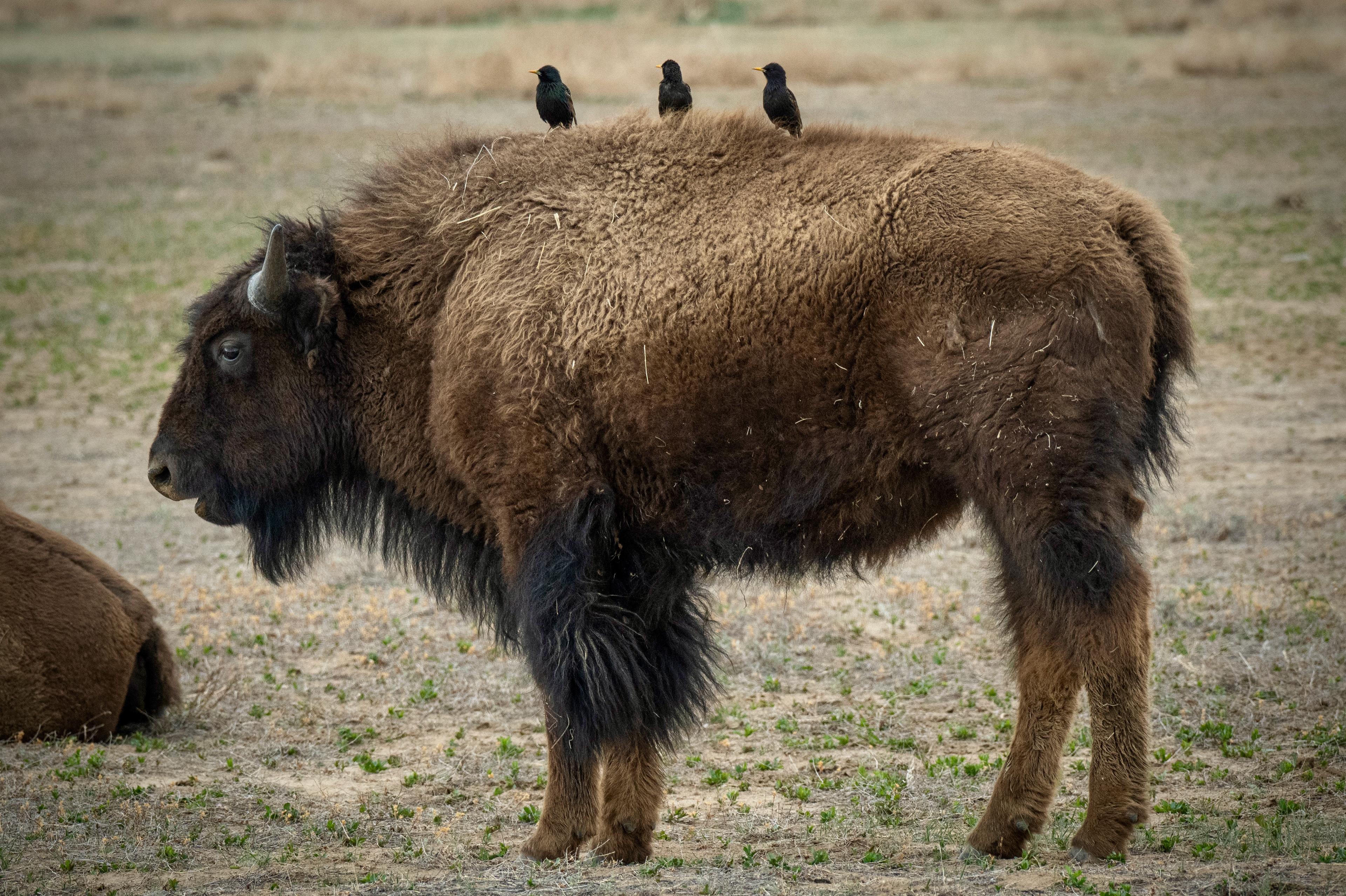 Bison
