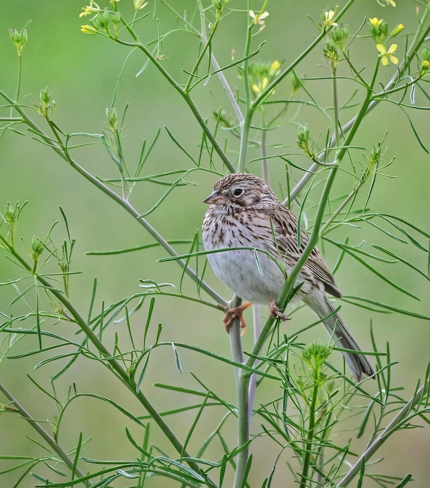 Savannah Sparrow