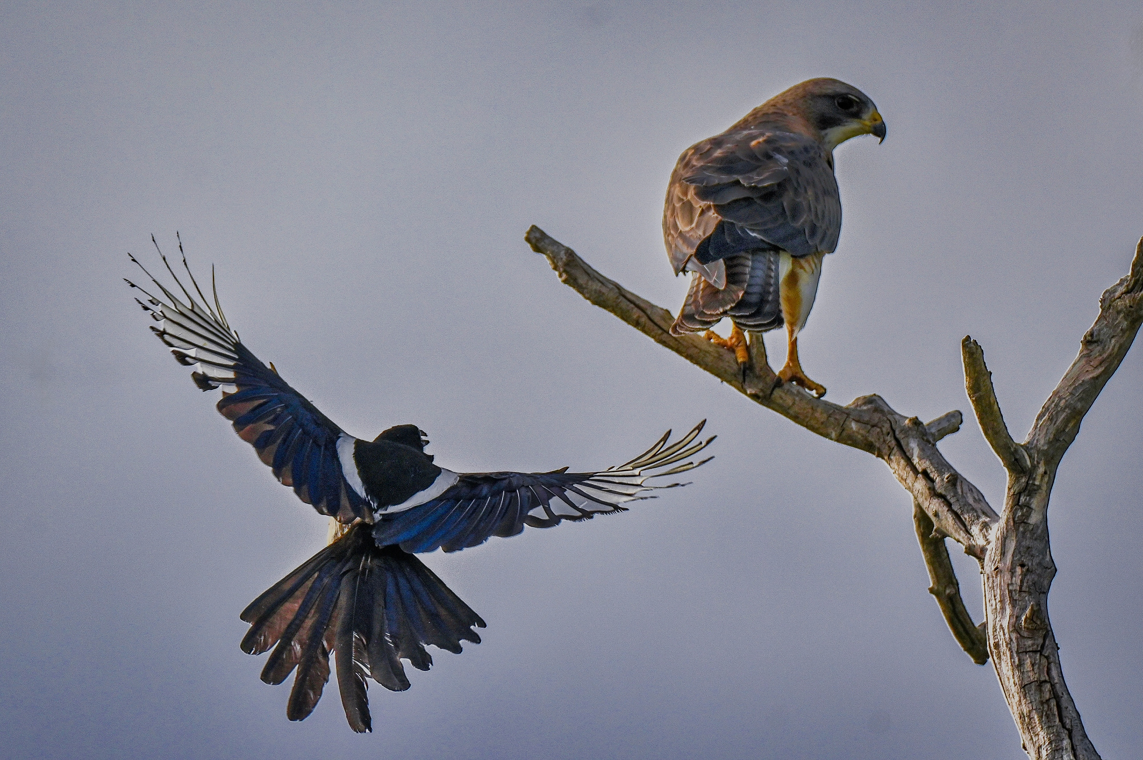 Magpie and Swainsons Hawk