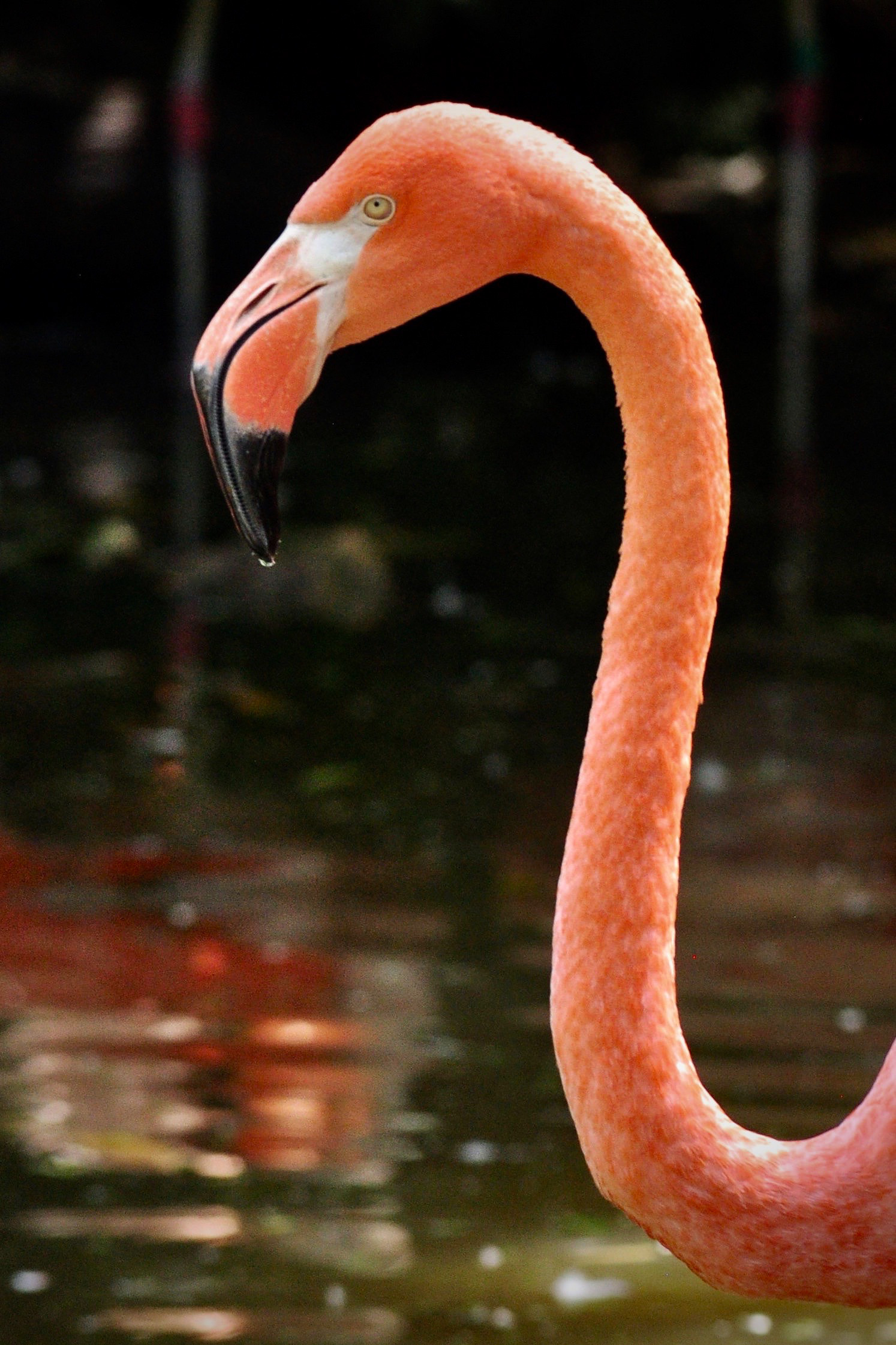 Pink Flamingo