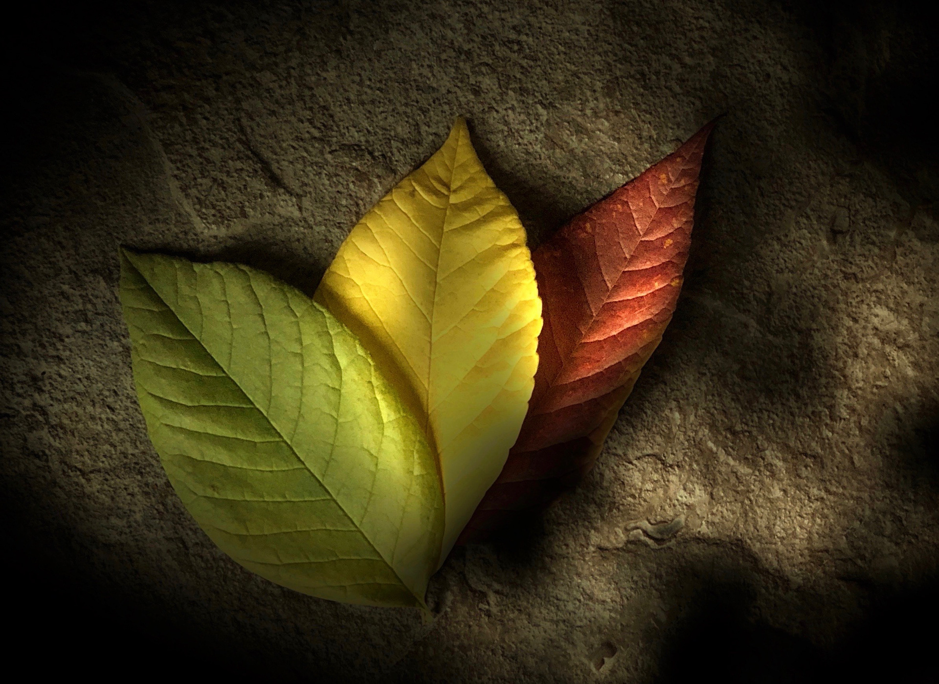 Still Life of Plum Leaves