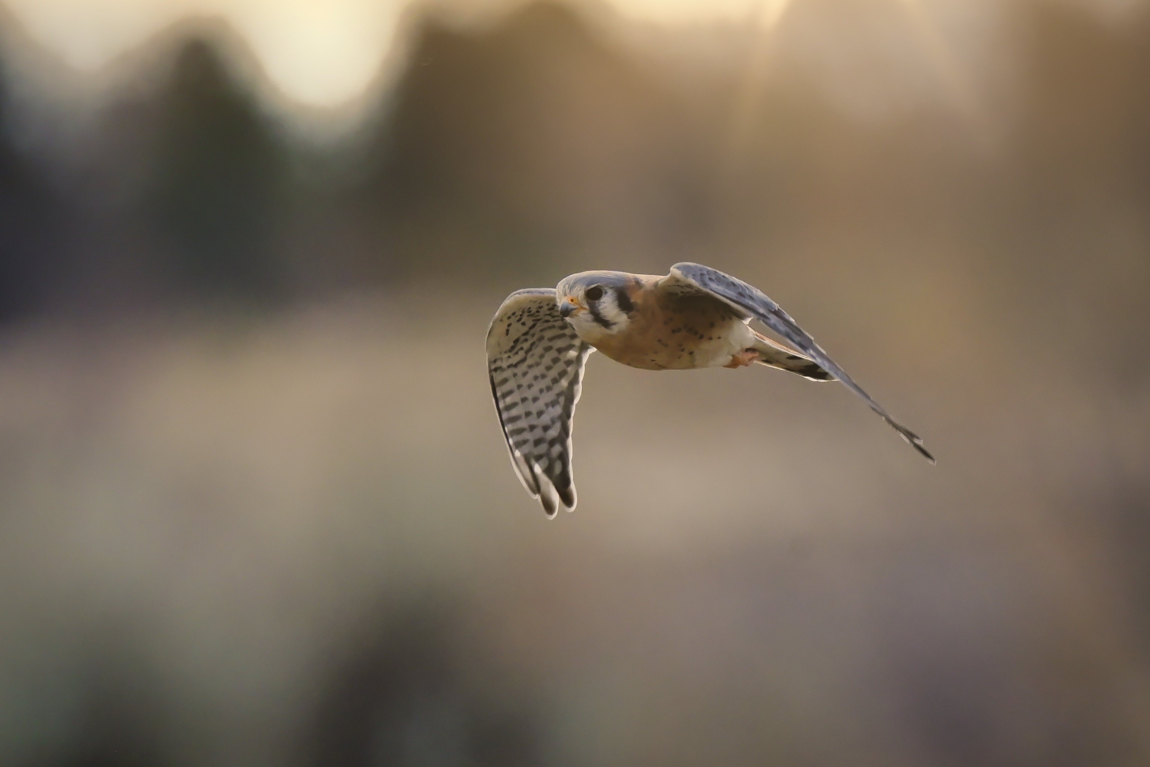 American Kestrel