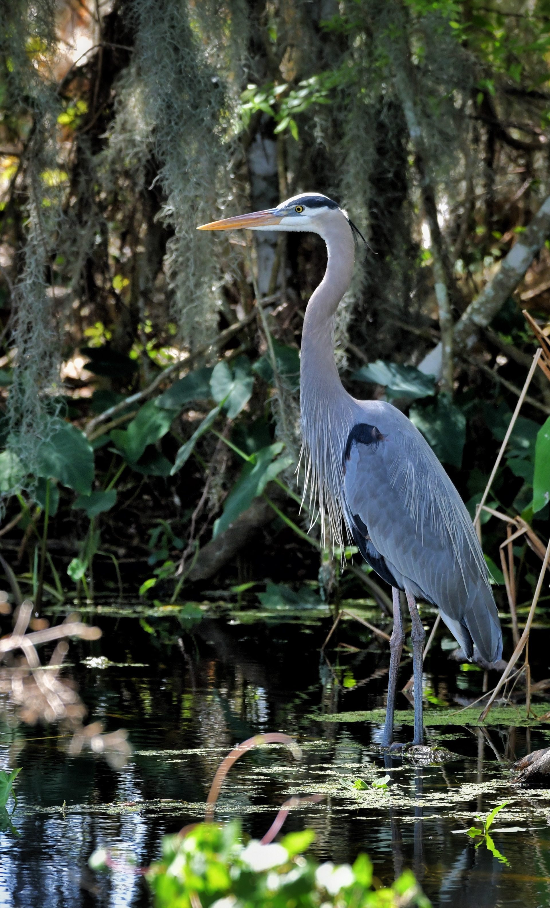 Great Blue Heron