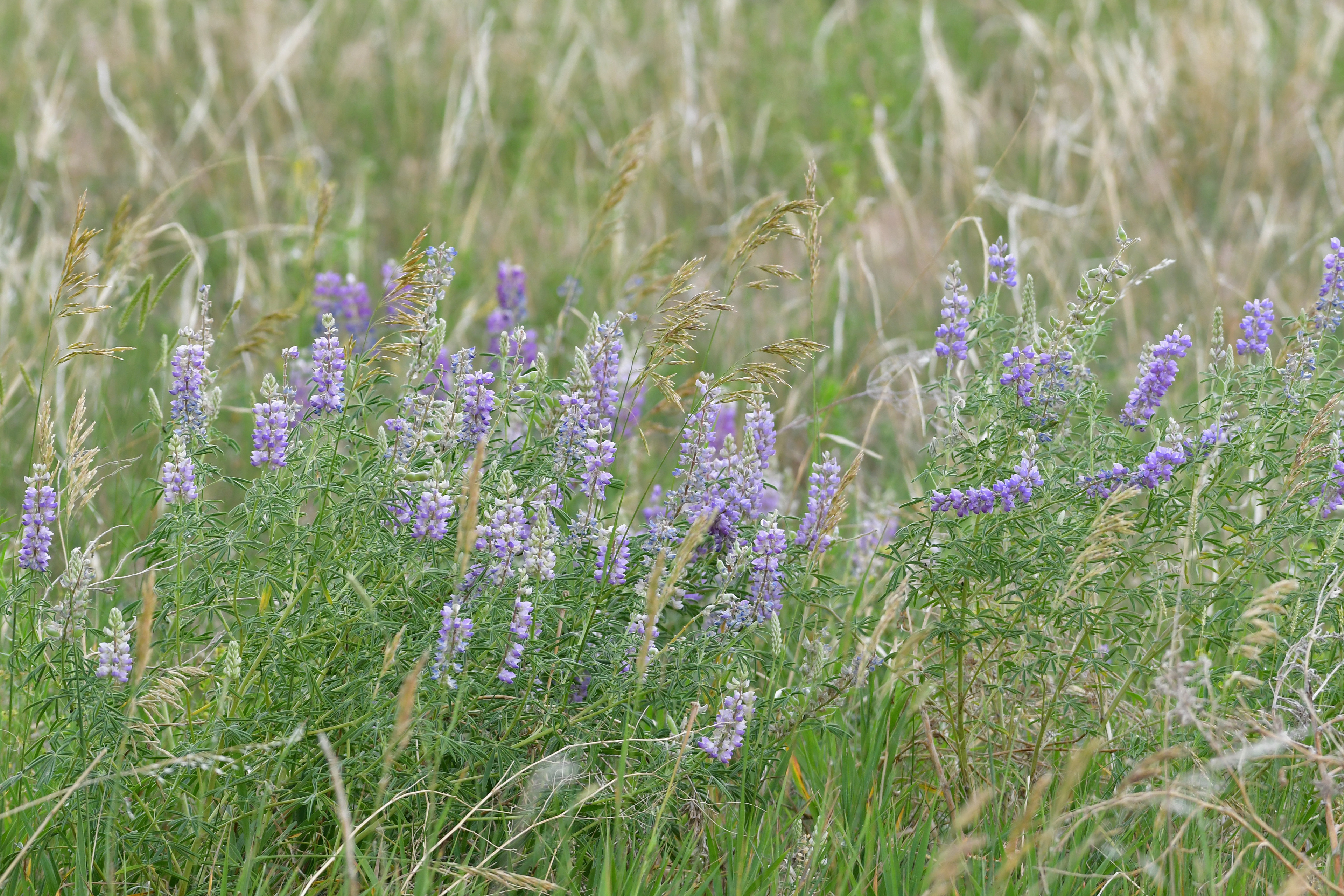 Cherry Creek State Park, Colorado