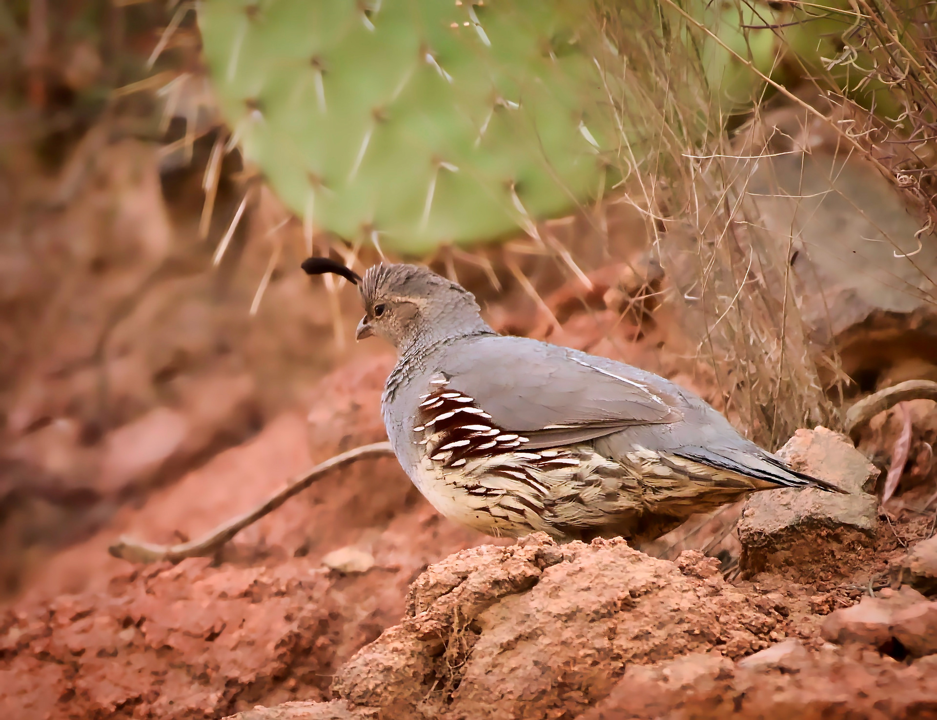 Gambel's Quail