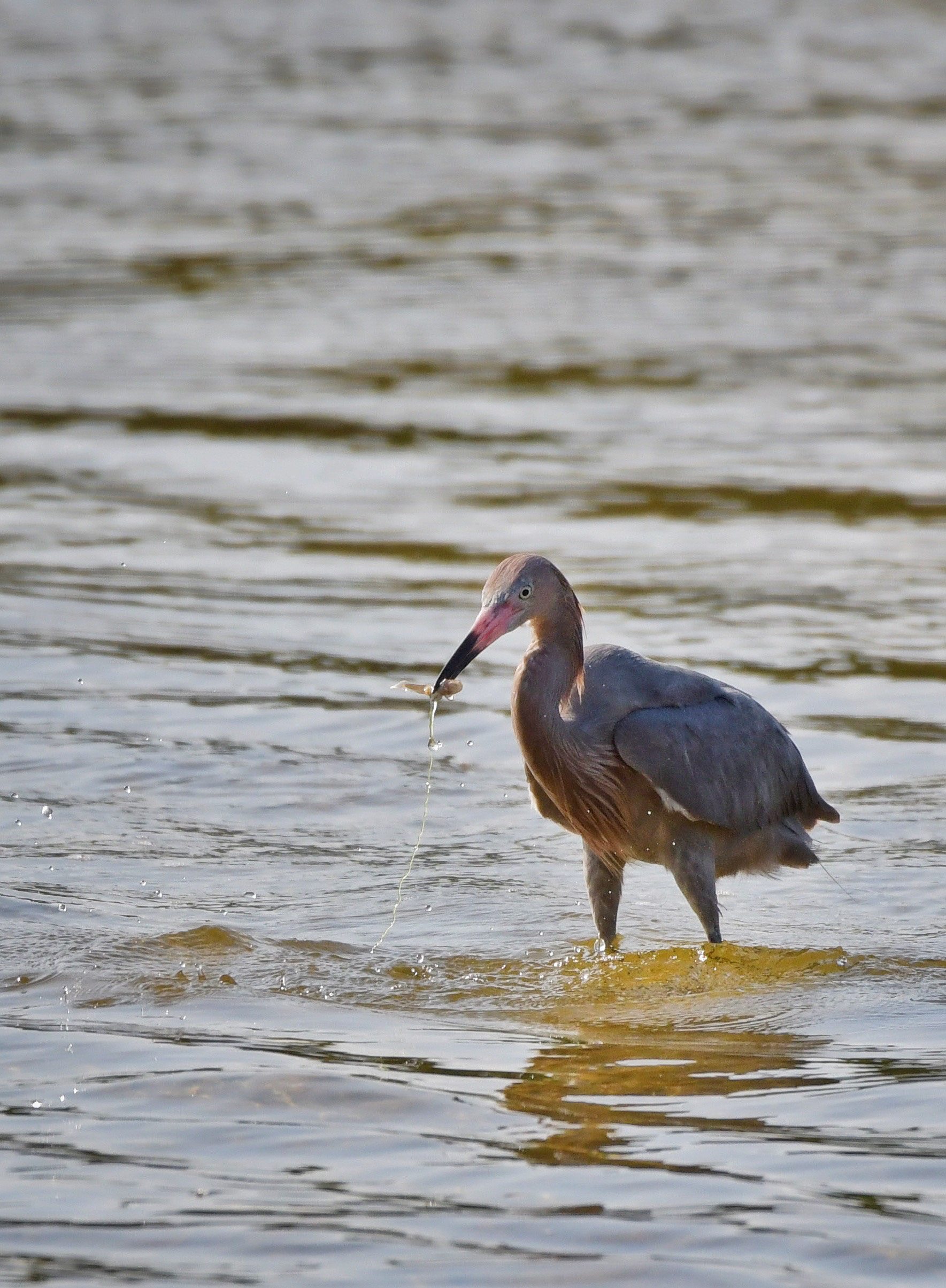 Red Heron