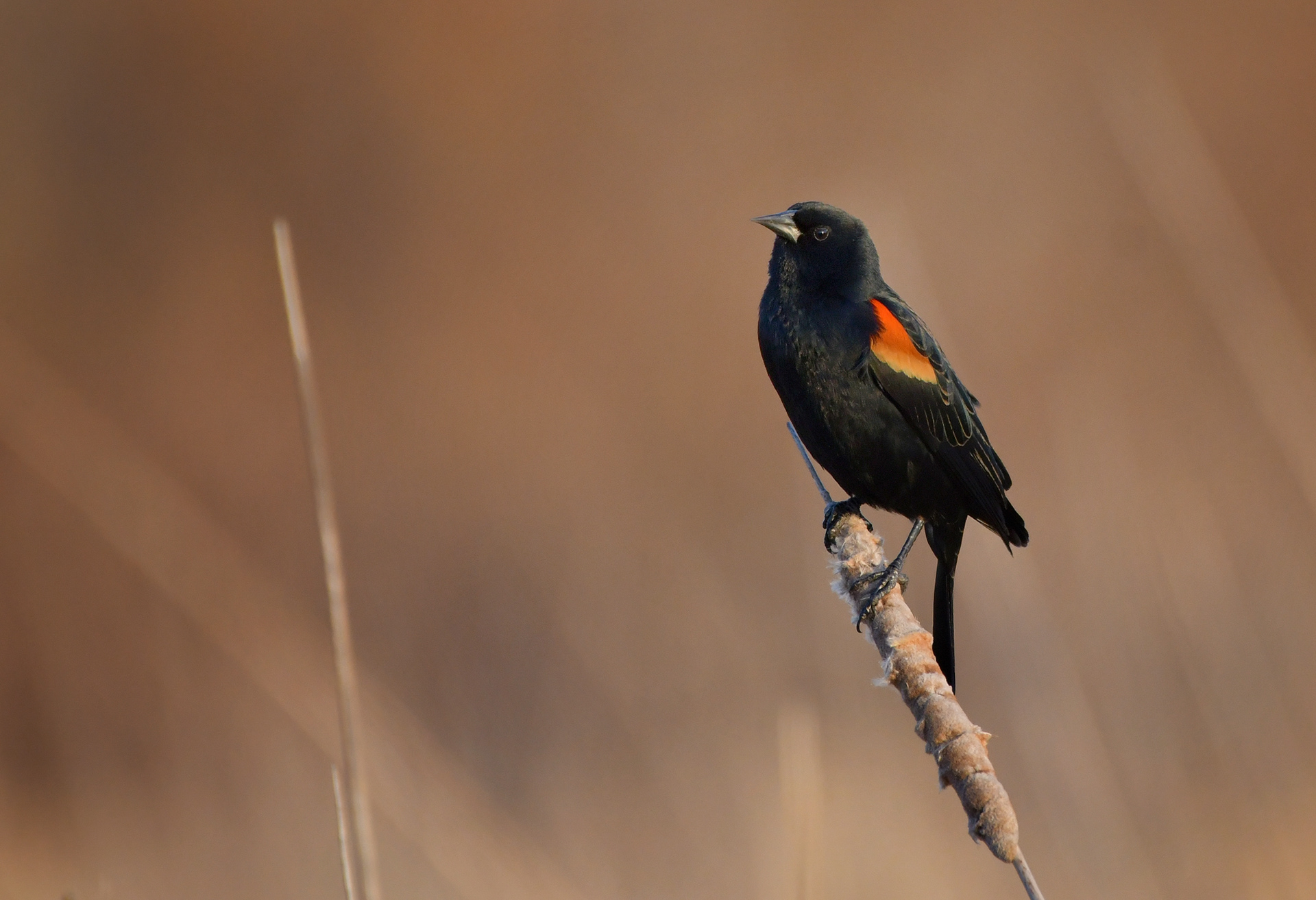 Redwing Blackbird