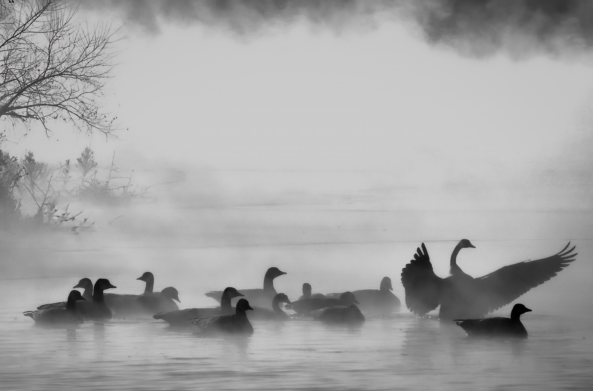 Canadian Geese in ice fog.