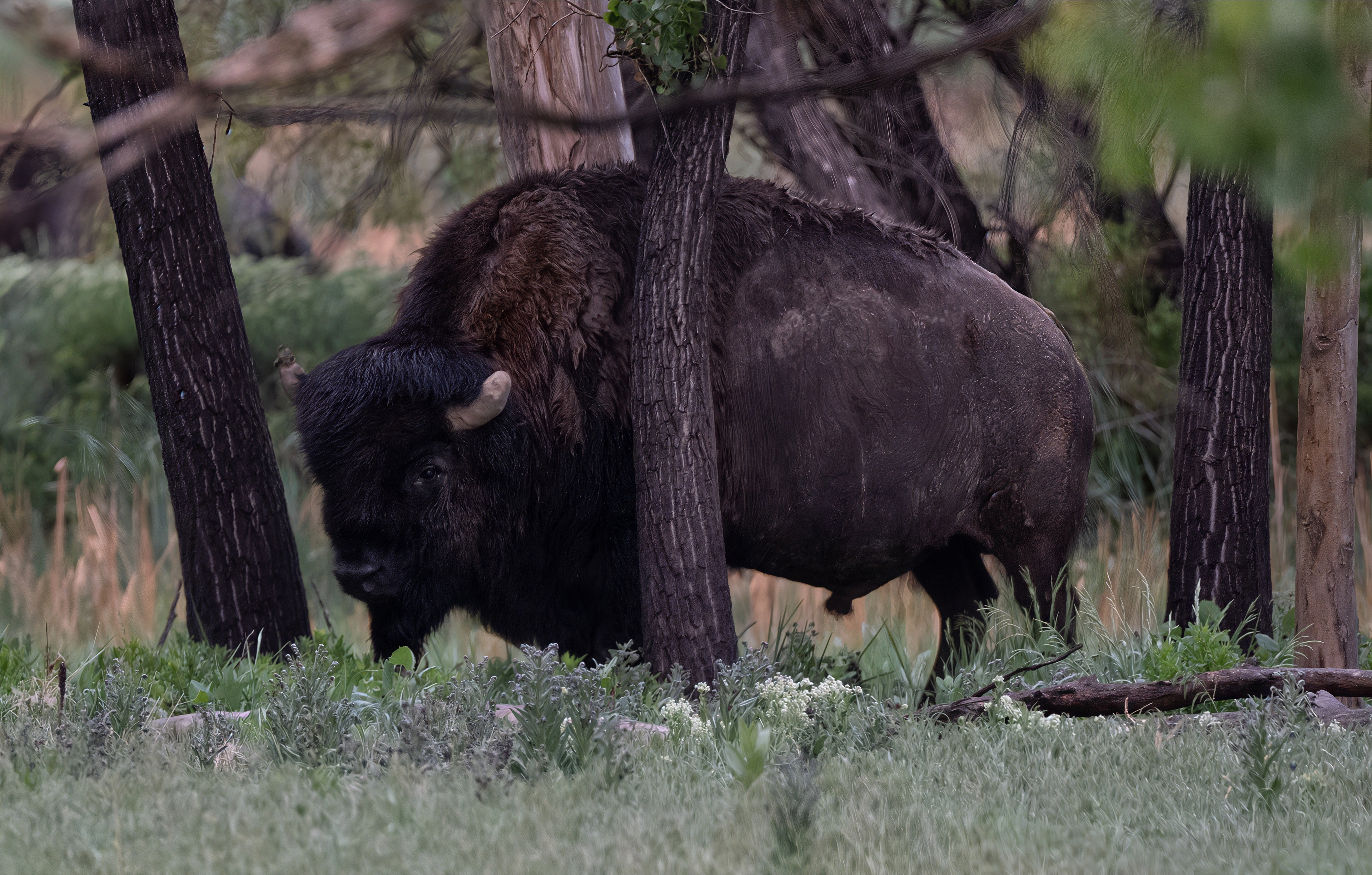 American Bison