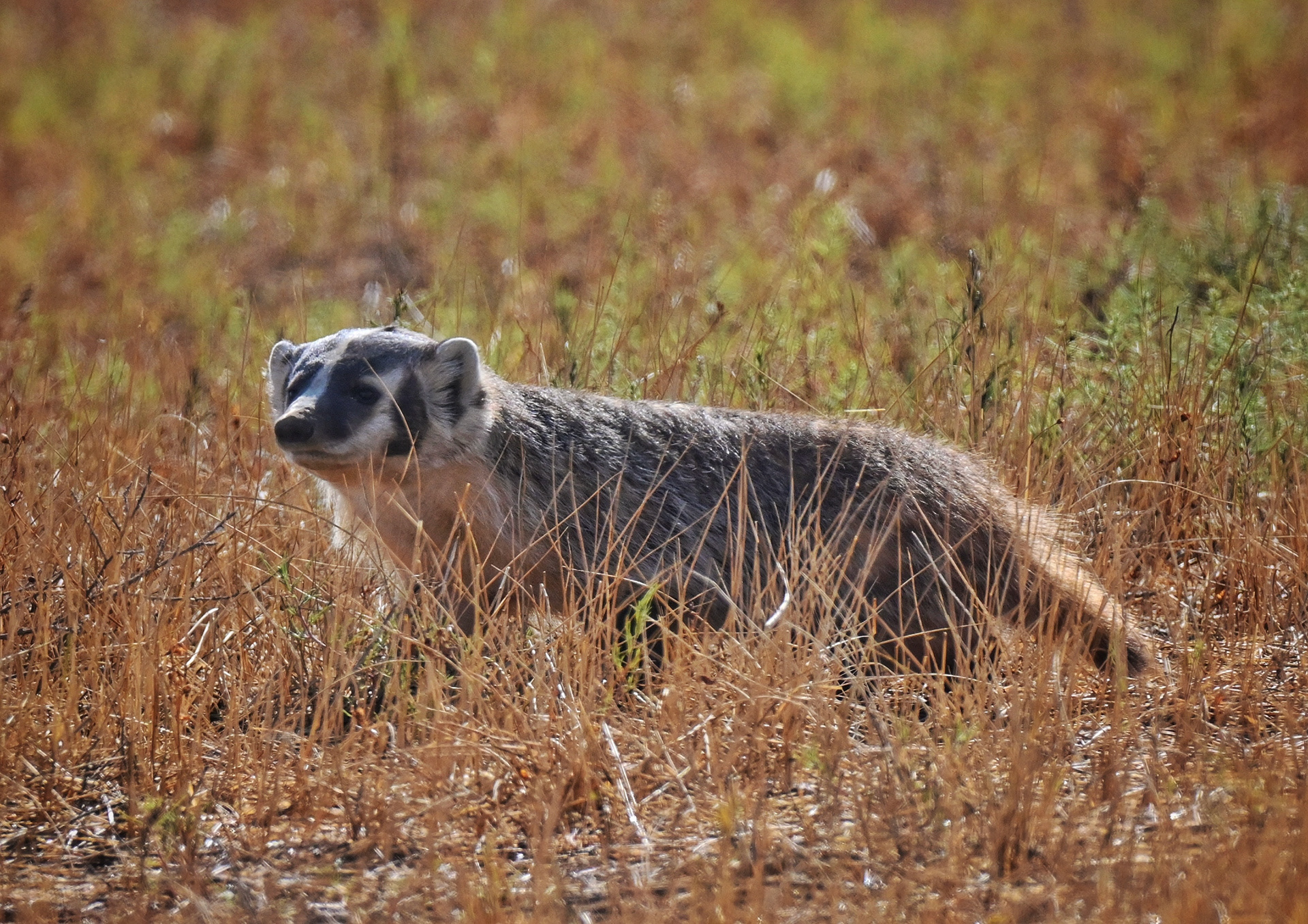 Badger