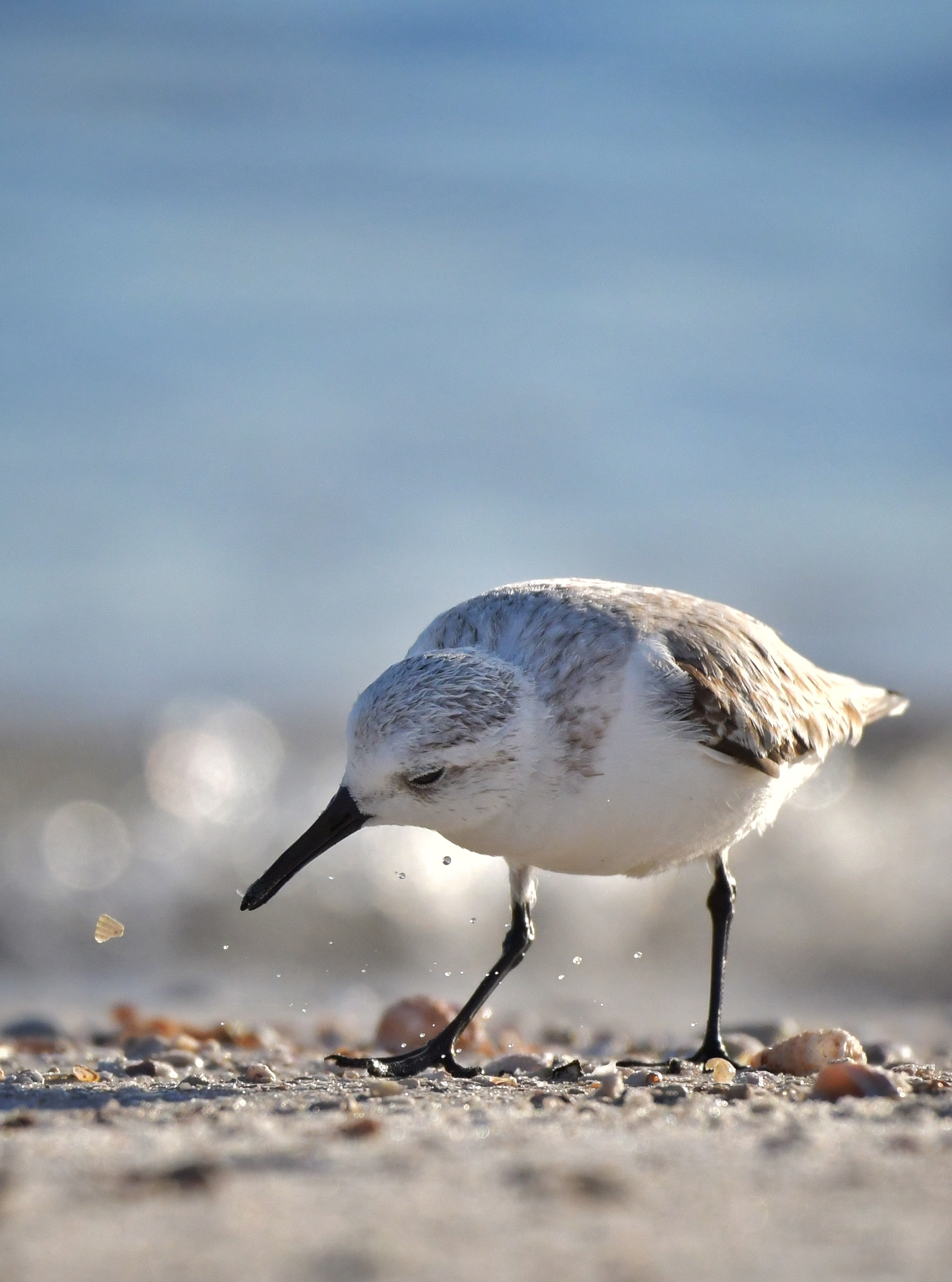 Sanderling