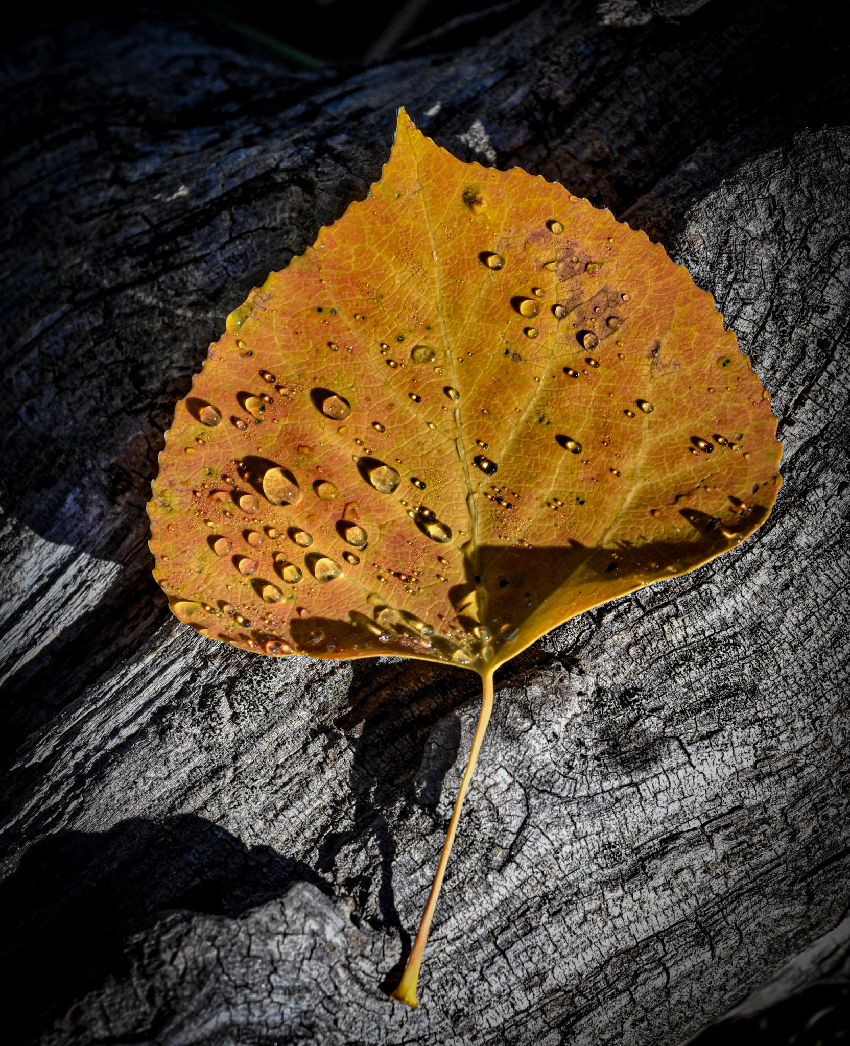 Aspen Leaf, Colorado
